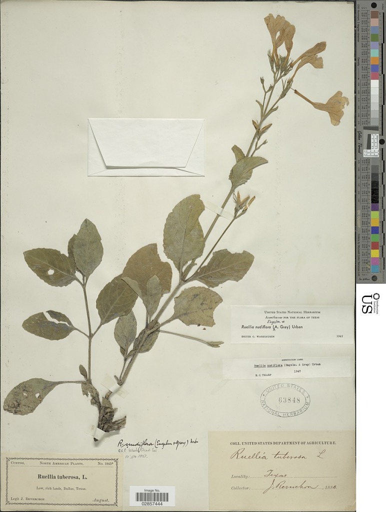 Ruellia nudiflora — reference photo