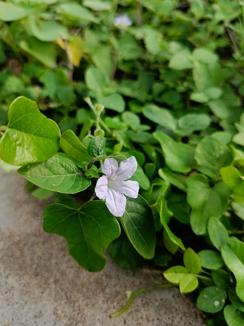 Ruellia humilis — reference photo