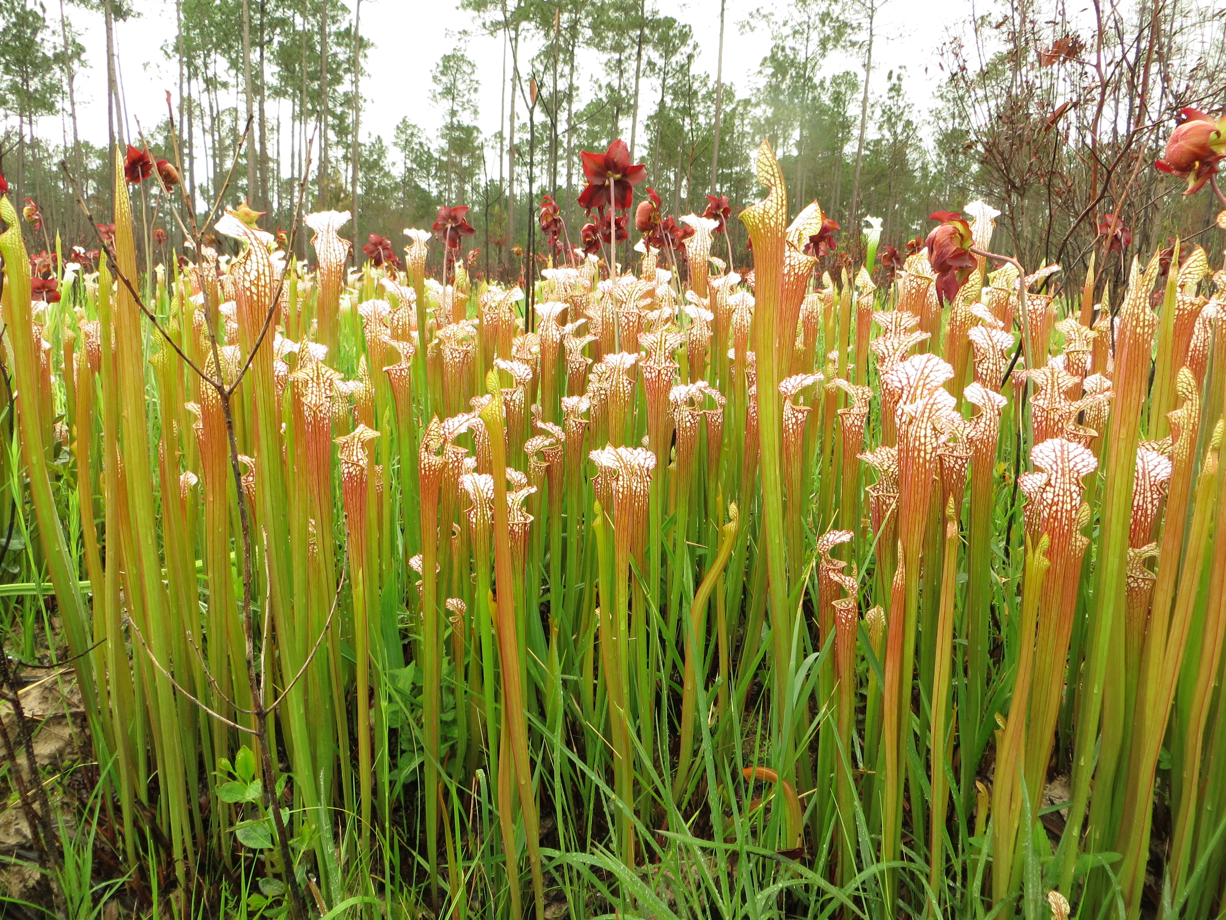 Sarracenia leucophylla — reference photo
