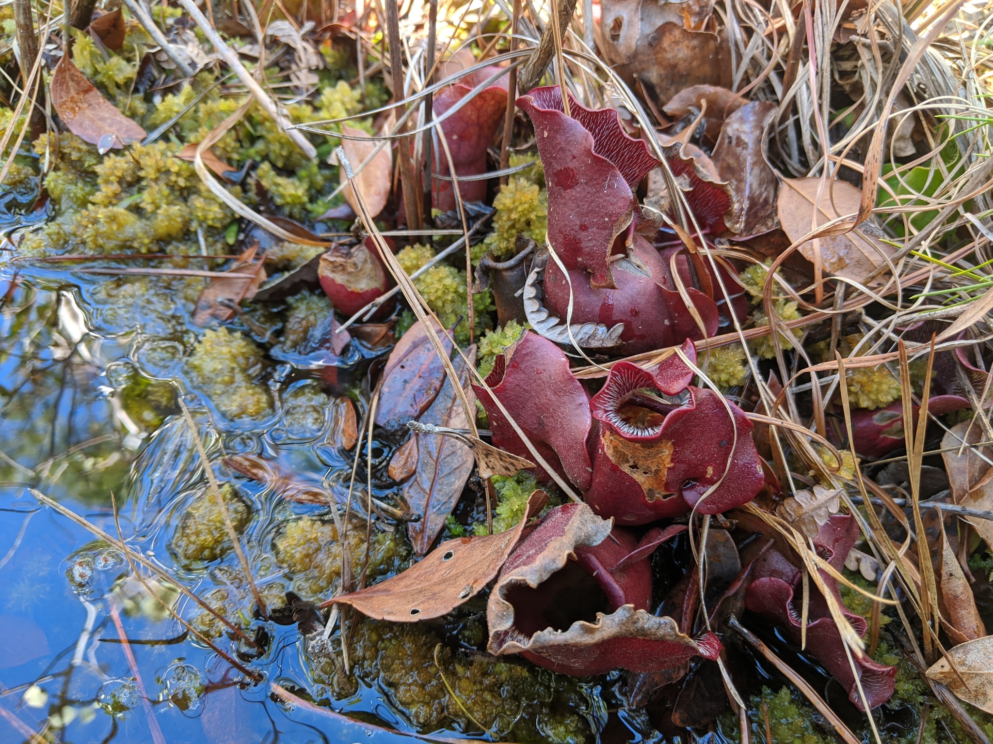 Sarracenia purpurea — reference photo