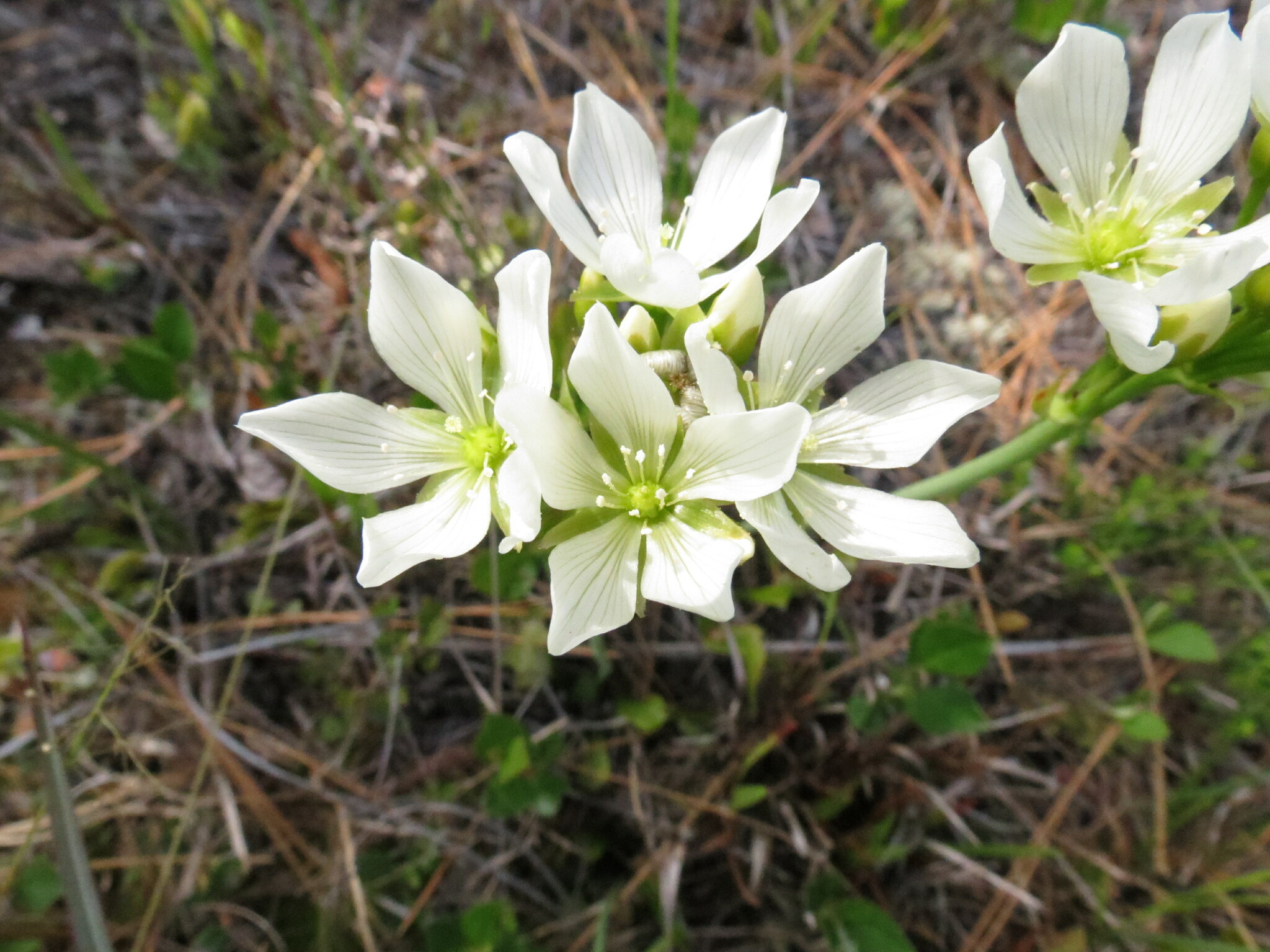 Dionaea muscipula — reference photo