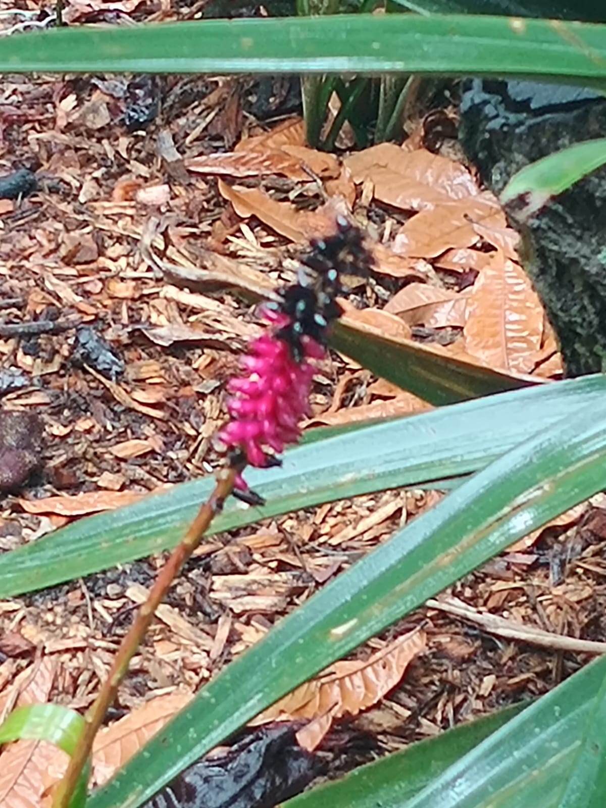 Liriope muscari — reference photo