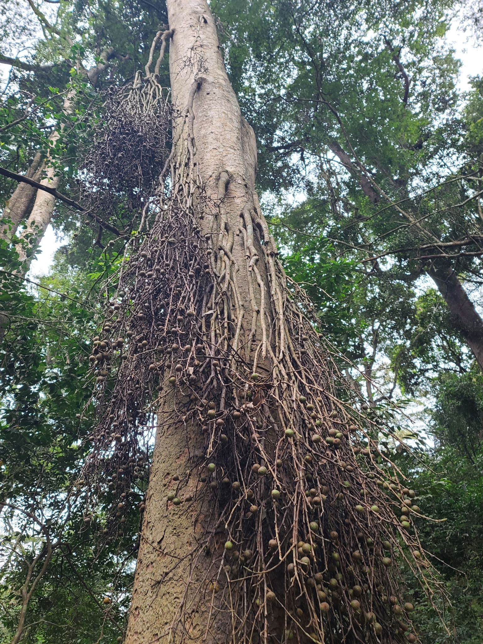 Ficus sur — reference photo