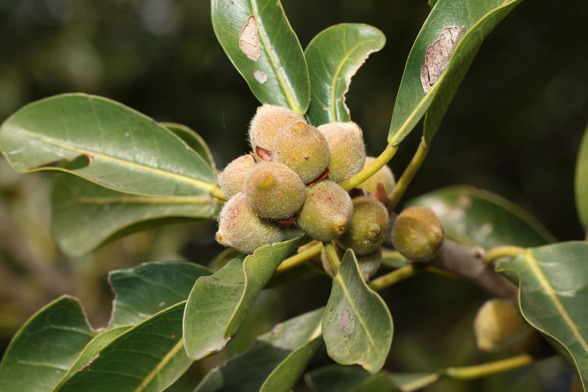 Ficus burkei — reference photo