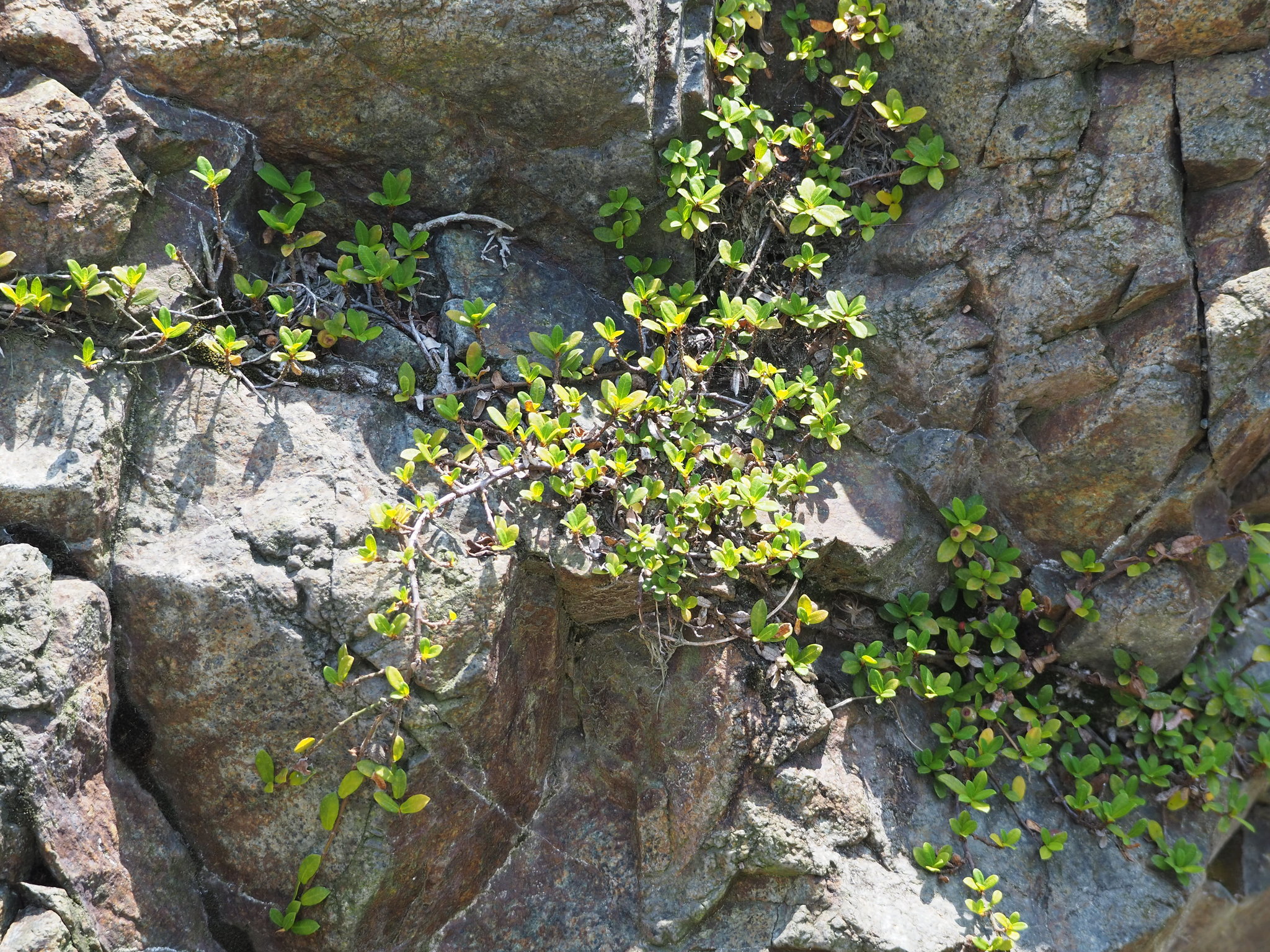 Ficus vaccinioides — reference photo