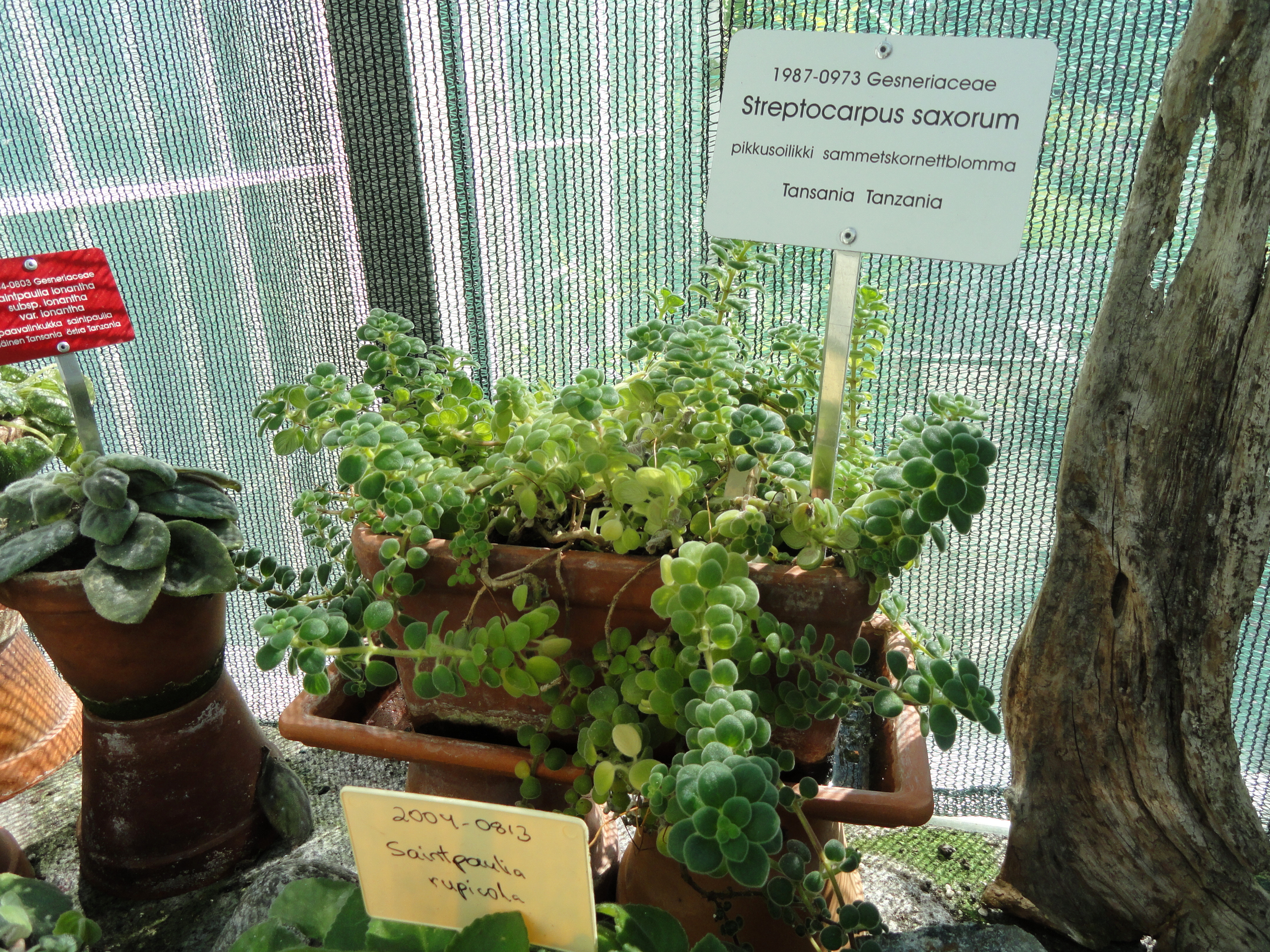 Streptocarpus saxorum — reference photo