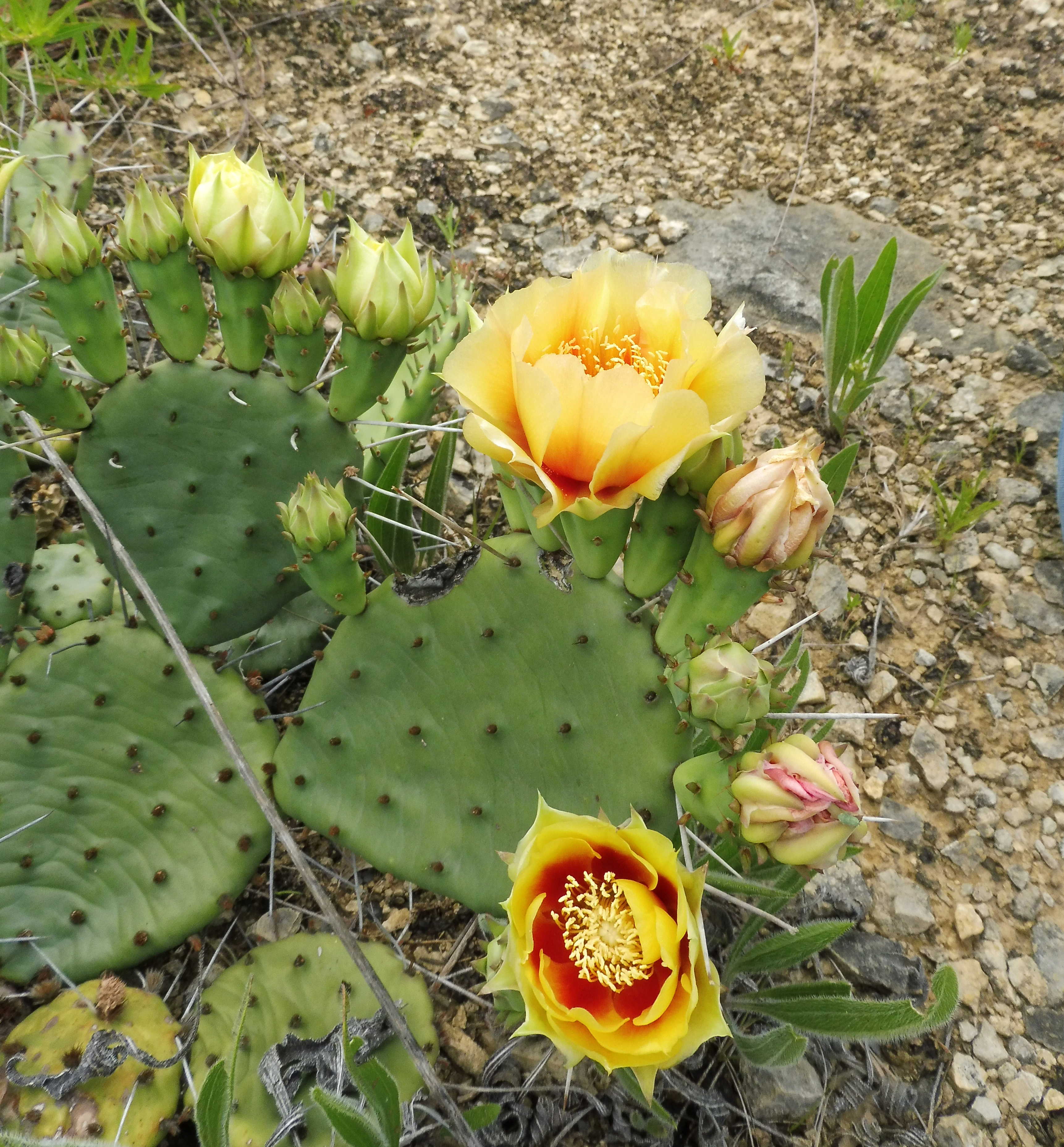 Opuntia cespitosa — reference photo