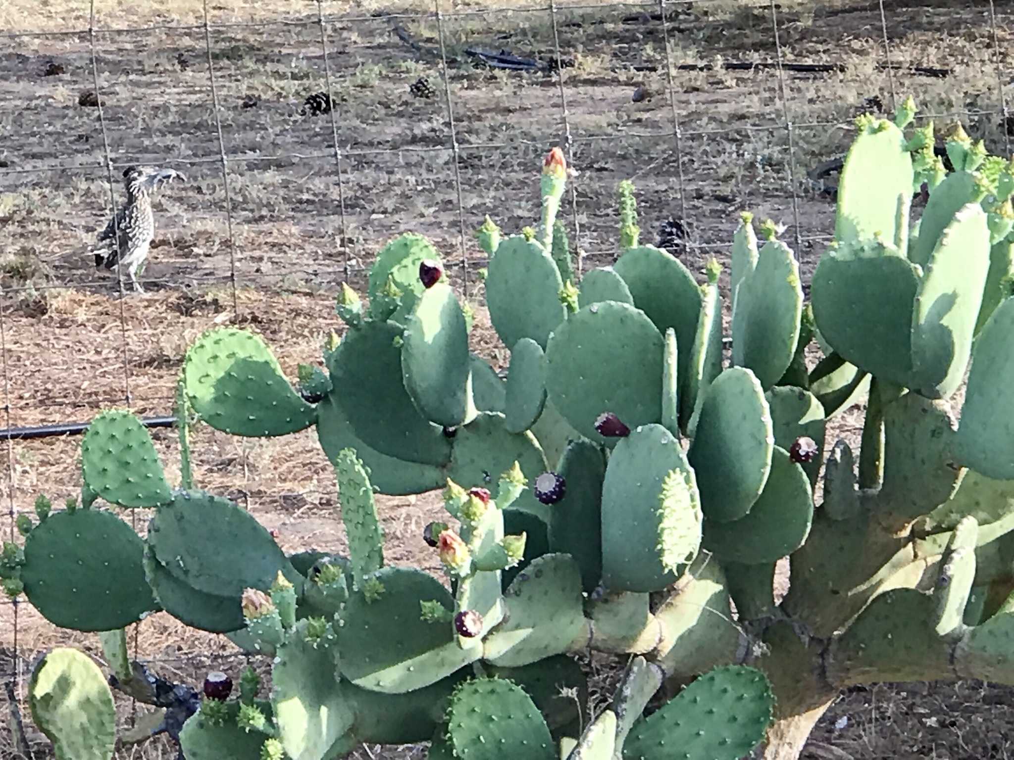 Opuntia cacanapa — reference photo