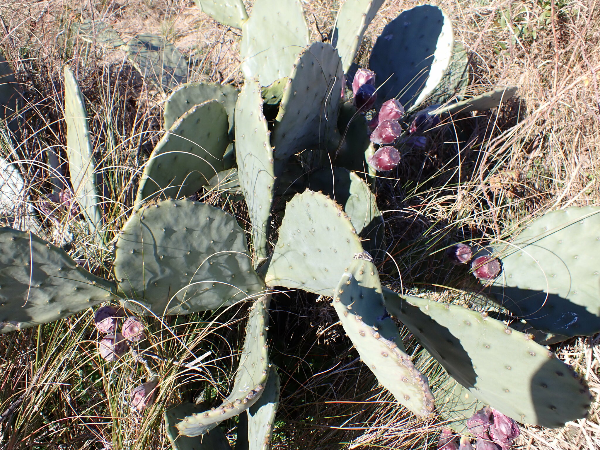 Opuntia tunoidea — reference photo