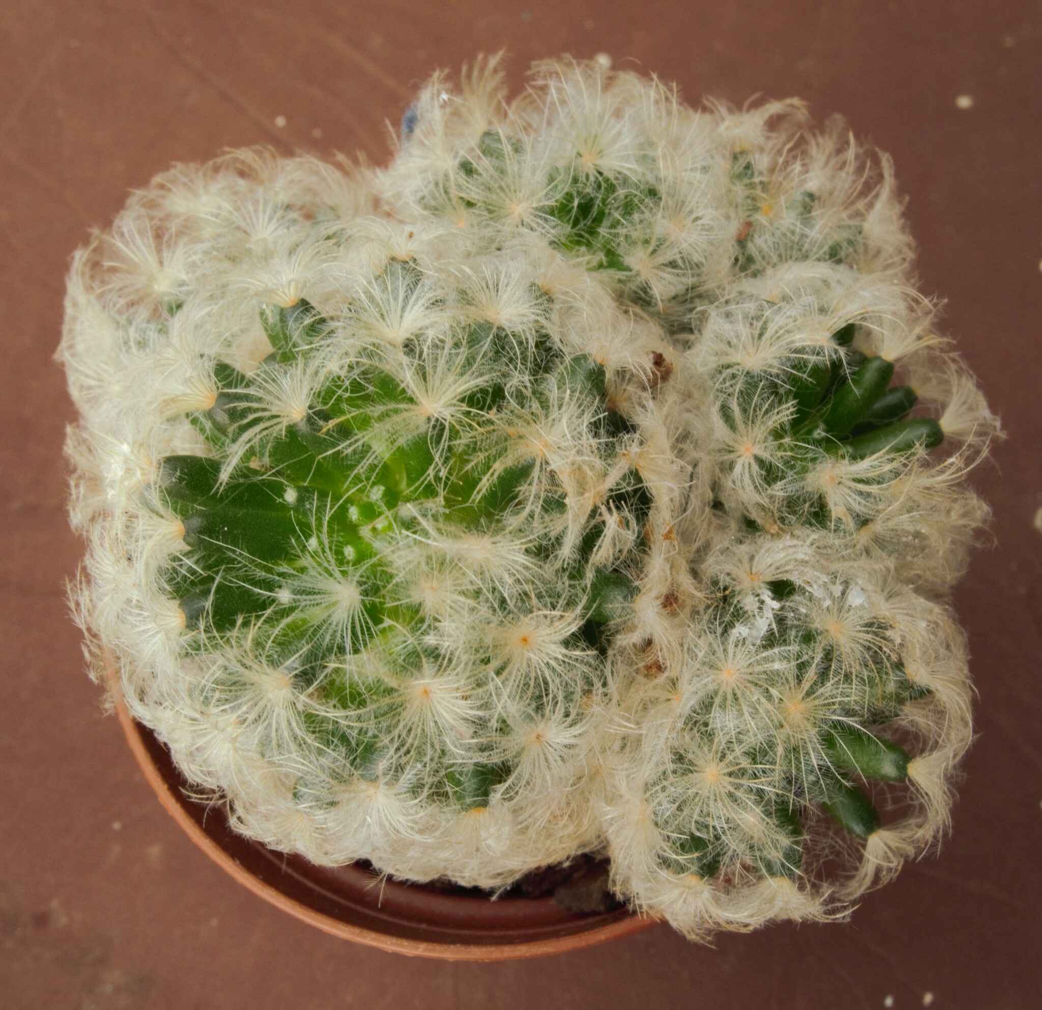 Mammillaria plumosa — reference photo