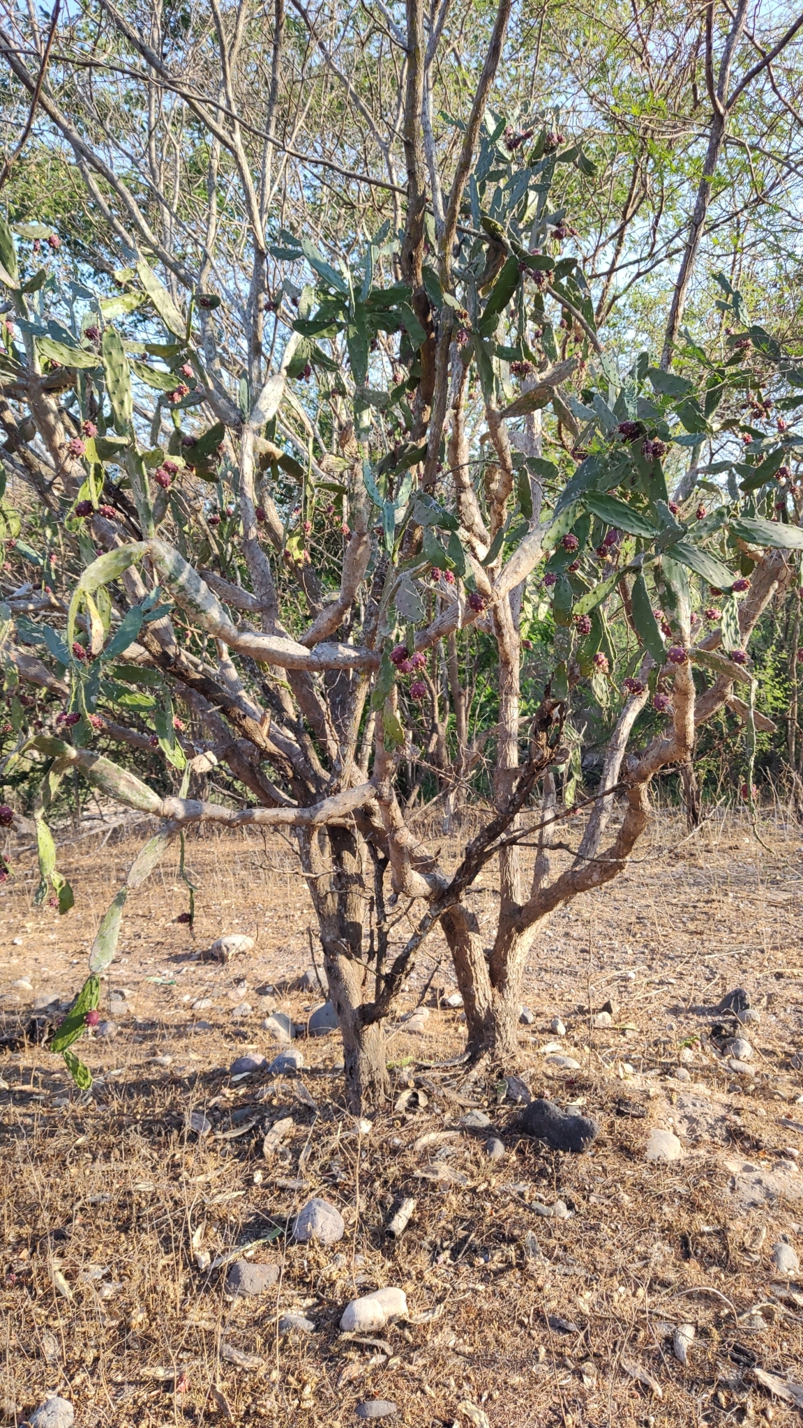 Opuntia karwinskiana — reference photo