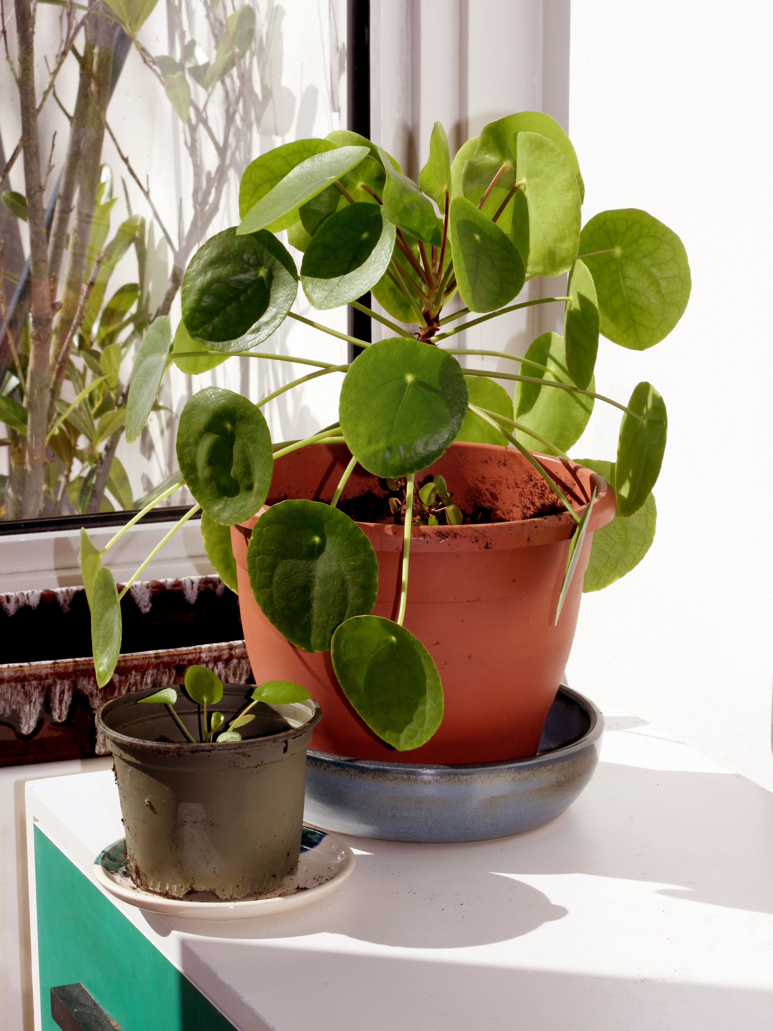 Pilea peperomioides — reference photo
