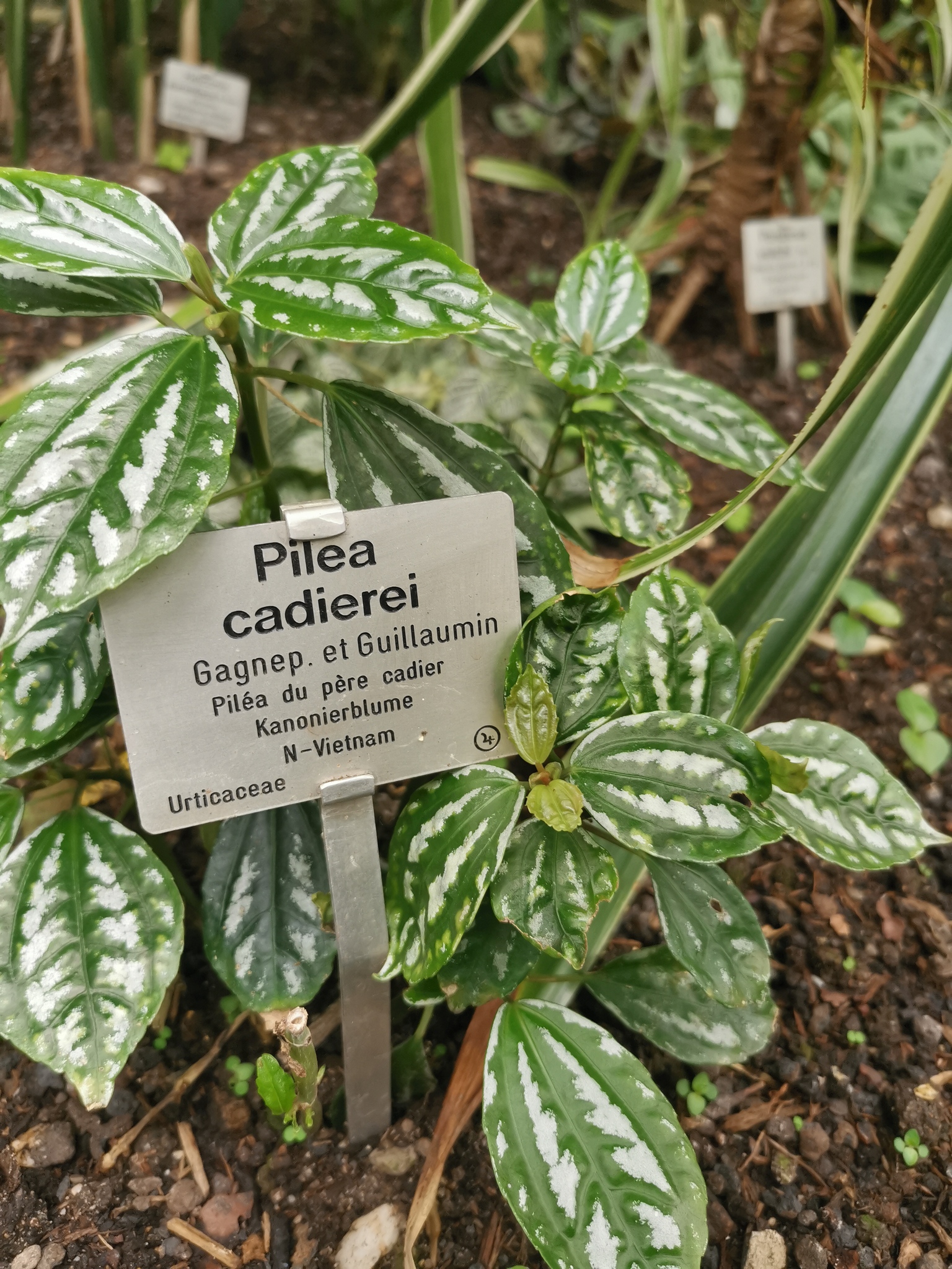 Pilea cadierei — reference photo