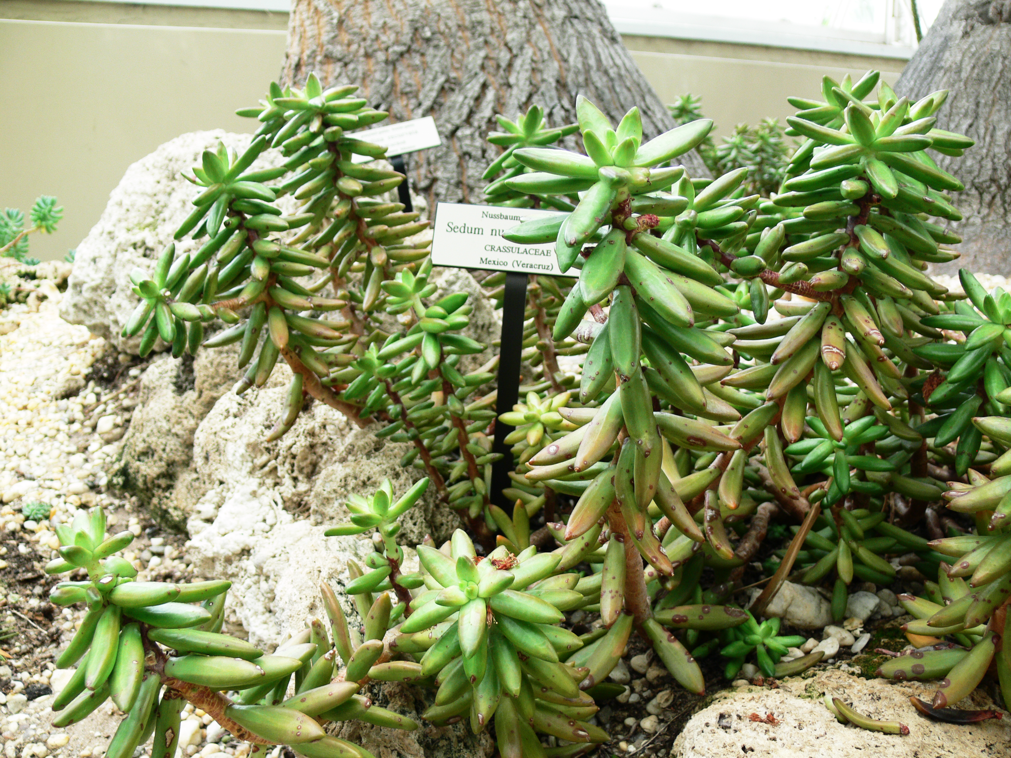 Sedum adolphi — reference photo