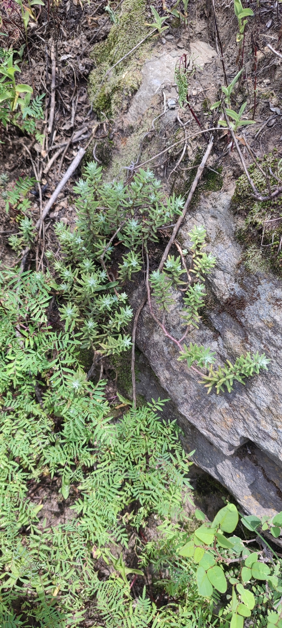 Sedum griseum — reference photo