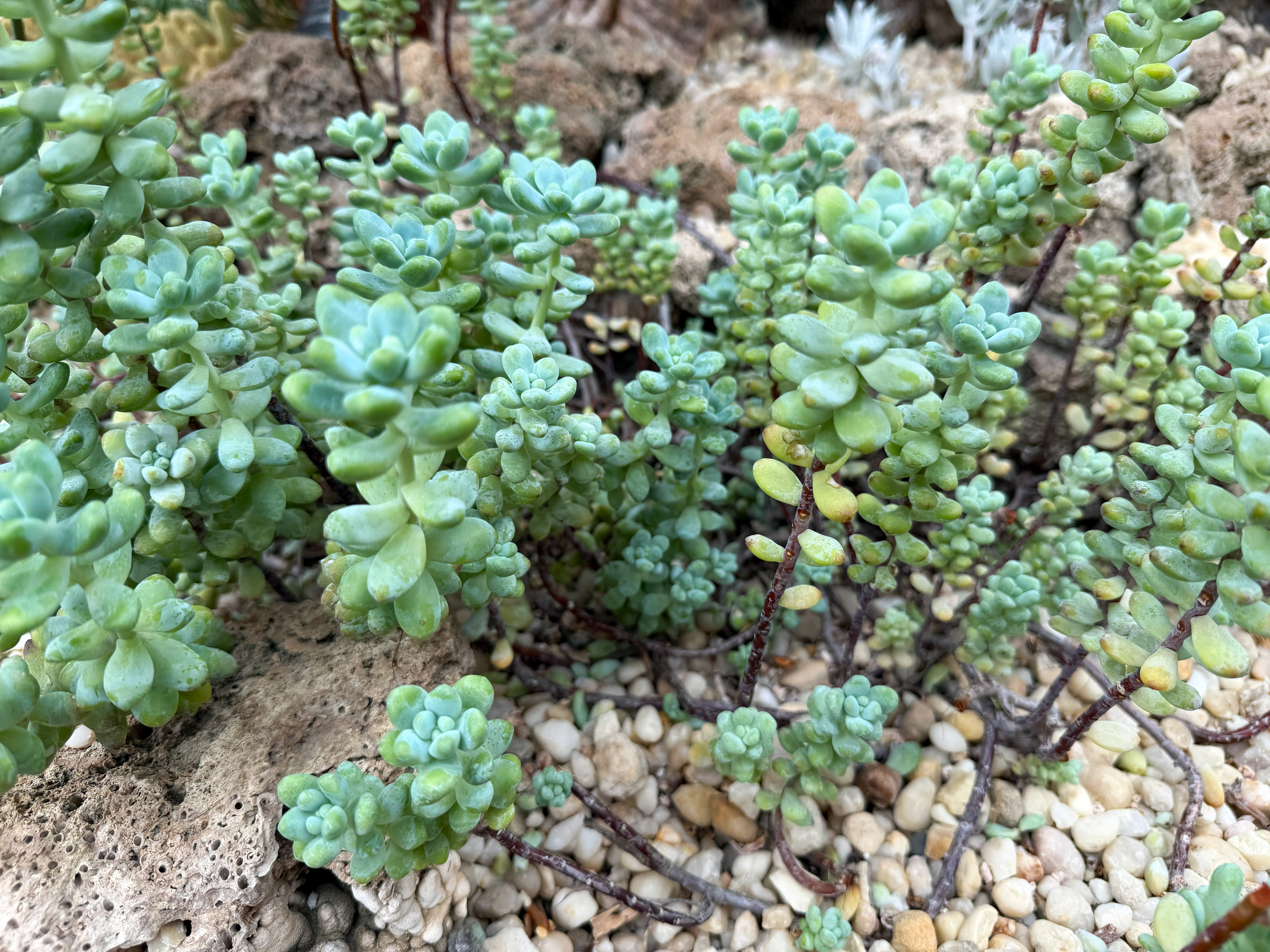 Sedum pachyphyllum — reference photo