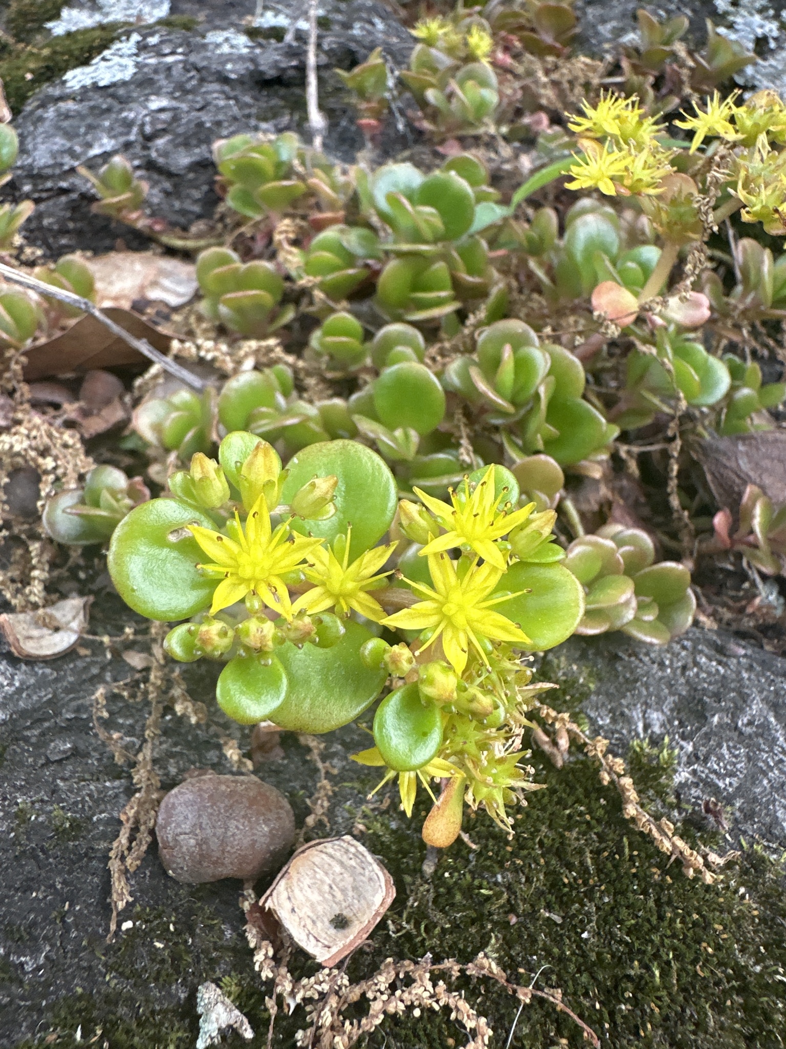 Sedum tetractinum — reference photo