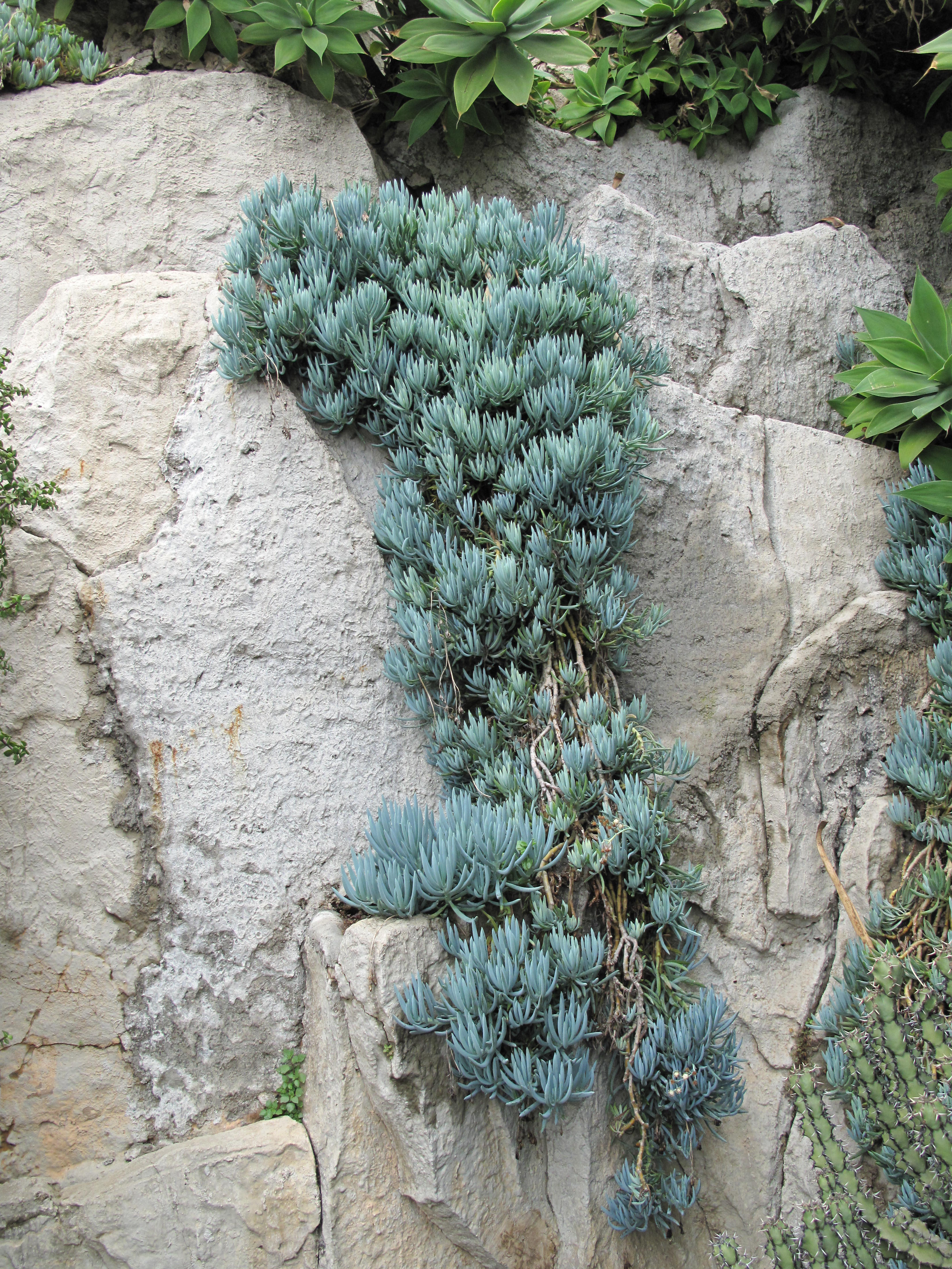 Curio talinoides — reference photo