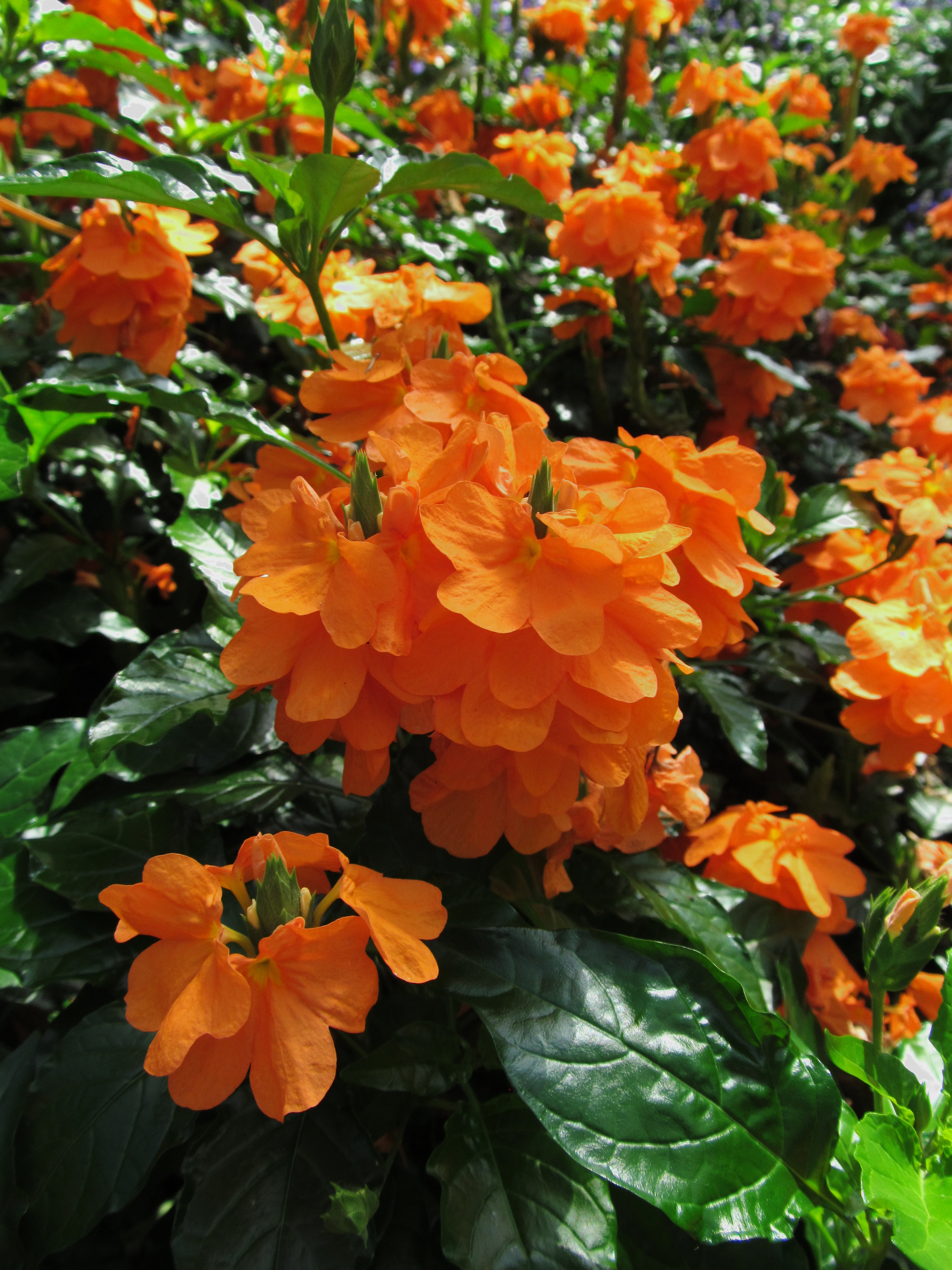 Crossandra infundibuliformis — reference photo