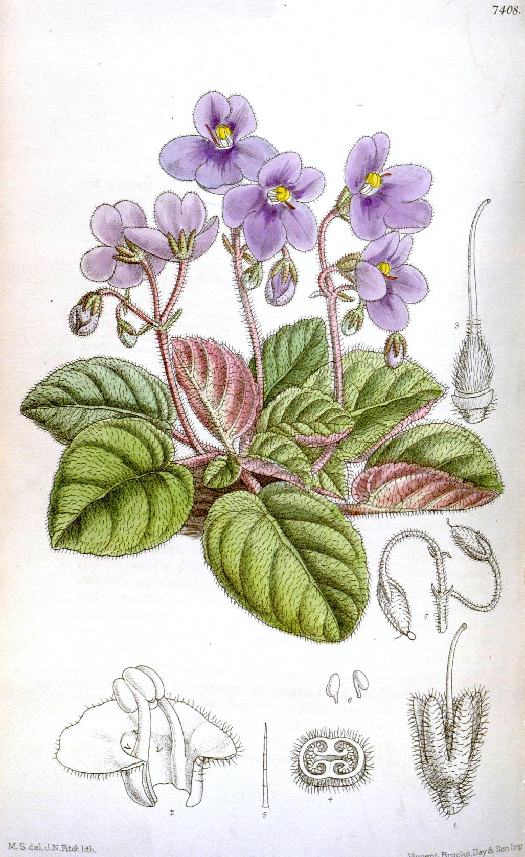Saintpaulia ionantha — reference photo
