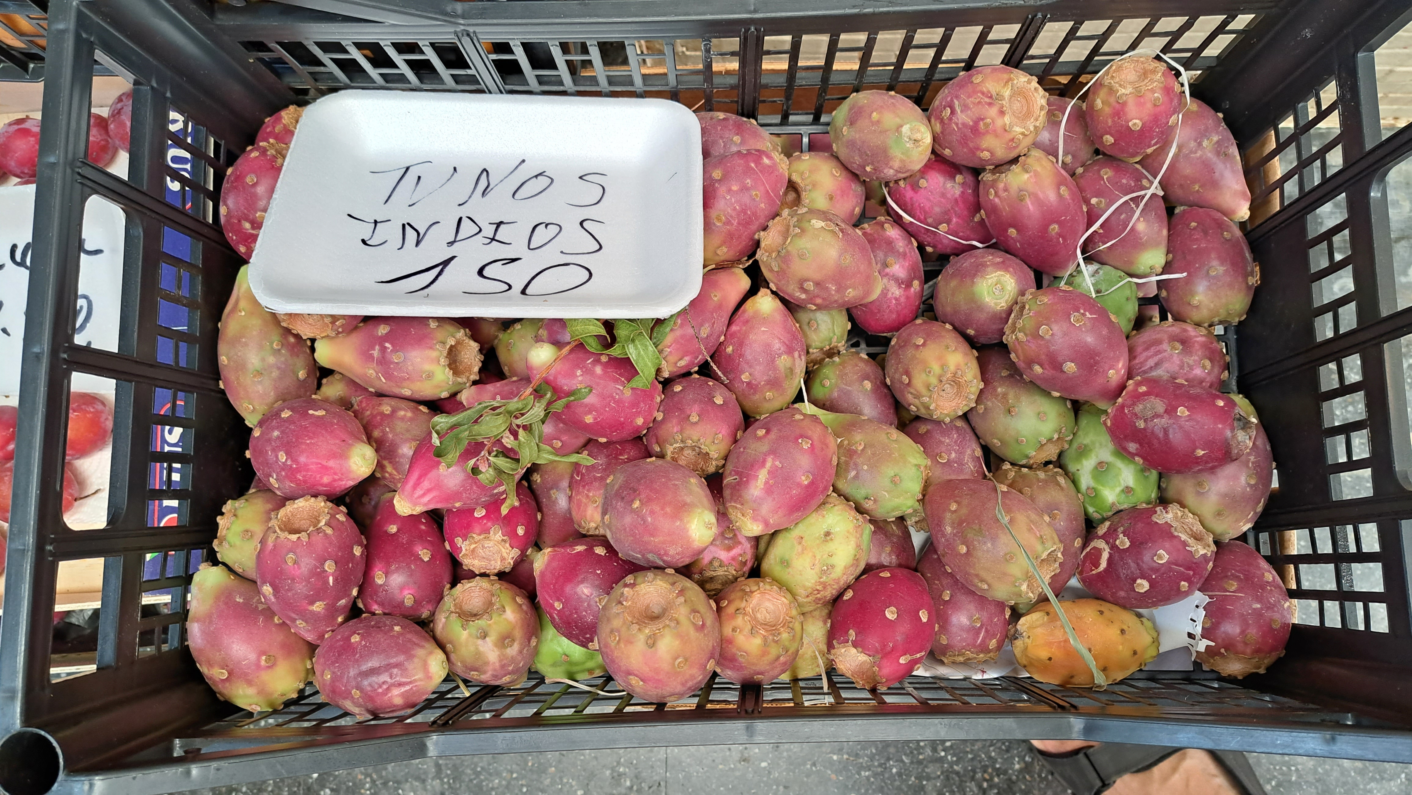 Opuntia dillenii — reference photo
