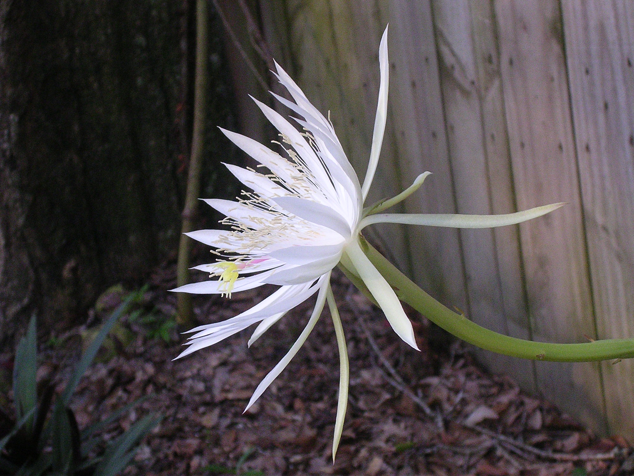 Epiphyllum hookeri — reference photo