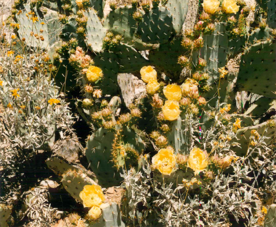 Opuntia lindheimeri — reference photo