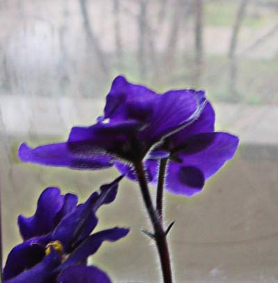 Streptocarpus ionanthus — reference photo