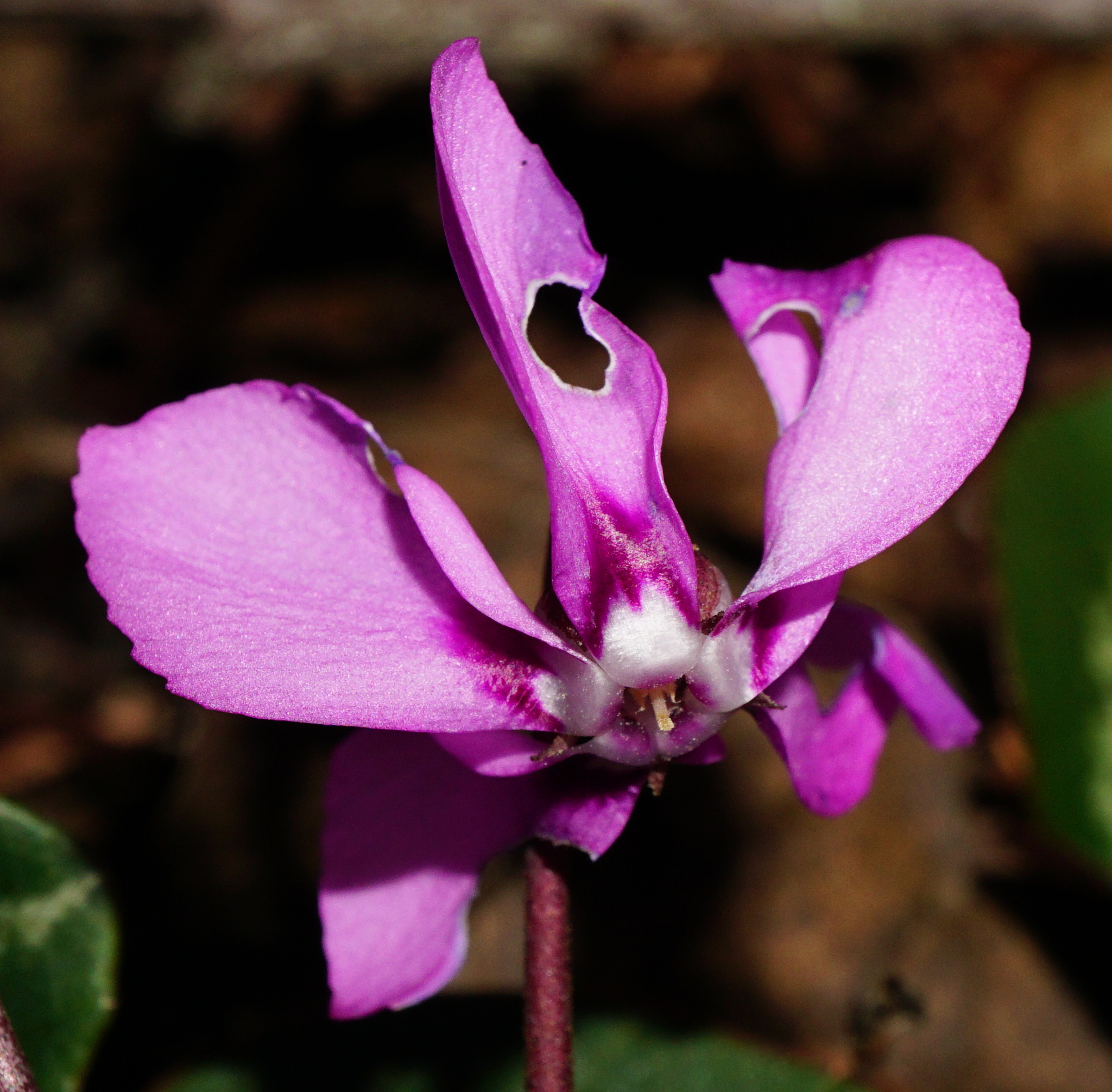 Cyclamen coum — reference photo