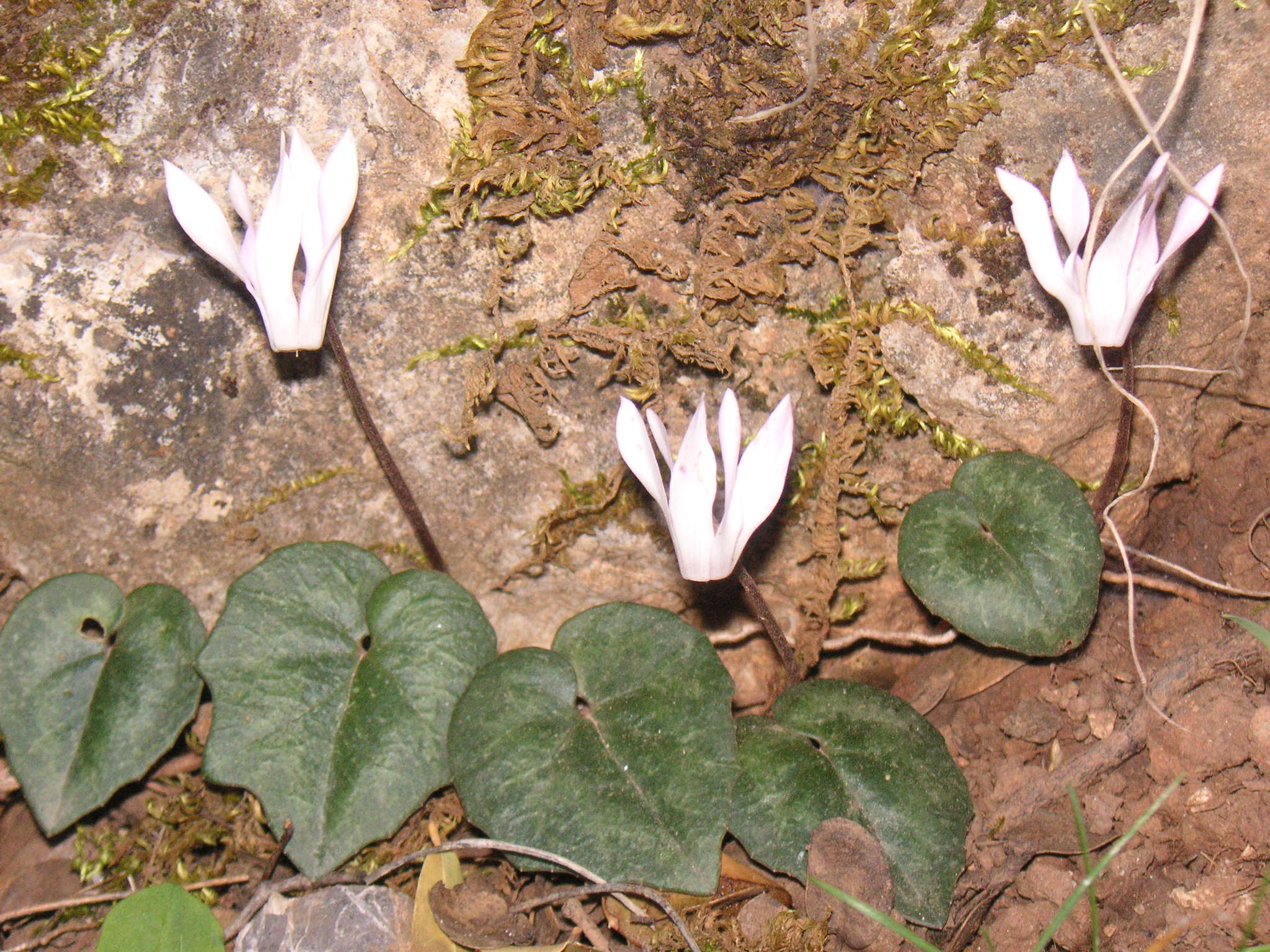 Cyclamen hederifolium — reference photo