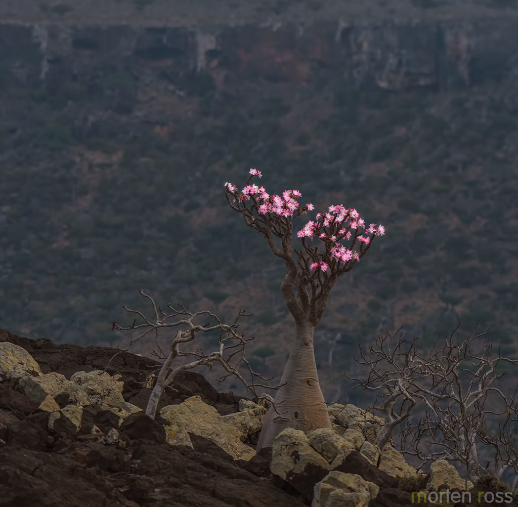 Adenium obesum — reference photo
