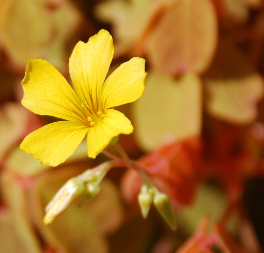 Oxalis spiralis — reference photo