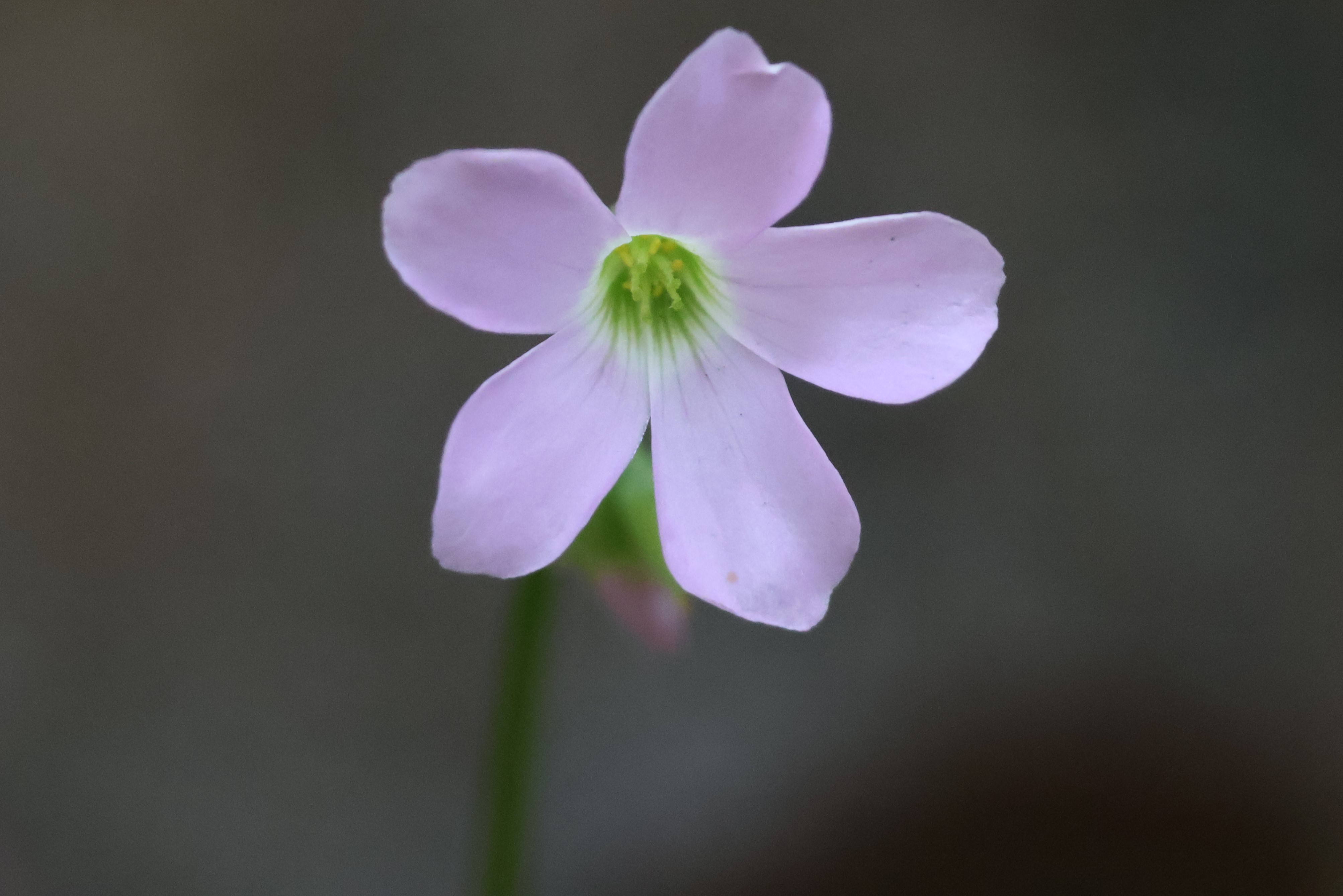 Oxalis triangularis — reference photo