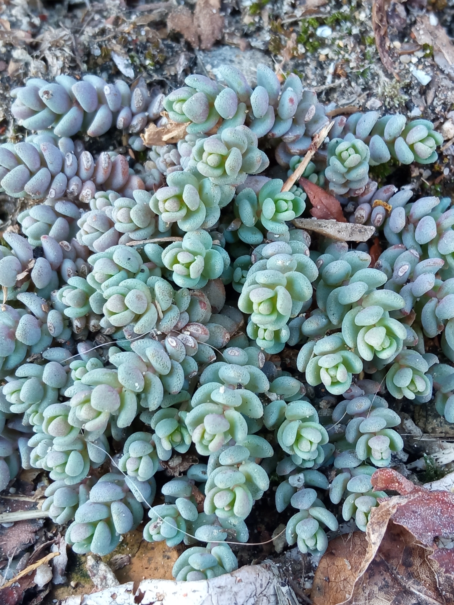 Sedum dasyphyllum — reference photo