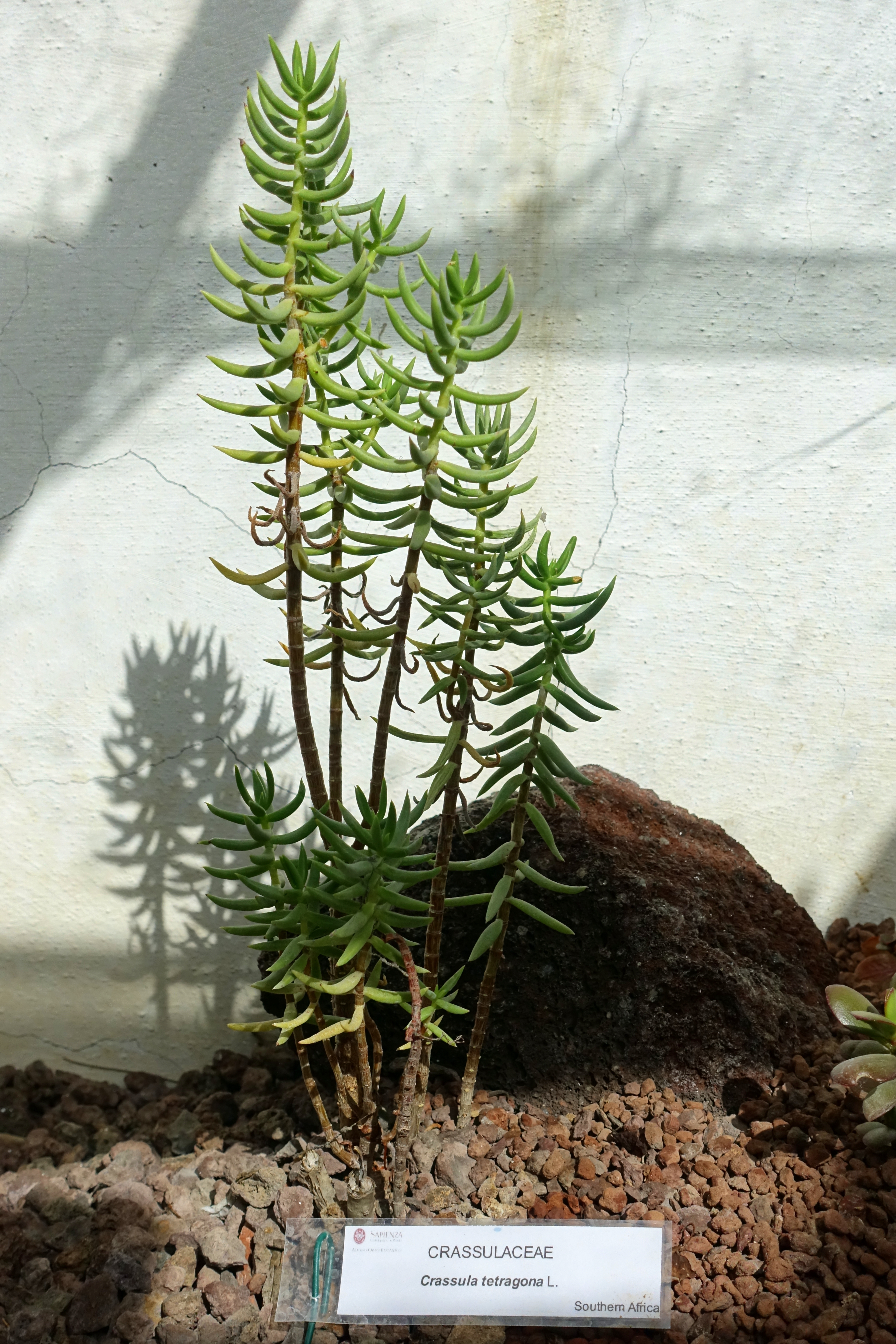 Crassula tetragona — reference photo