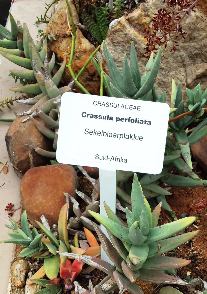 Crassula perfoliata — reference photo