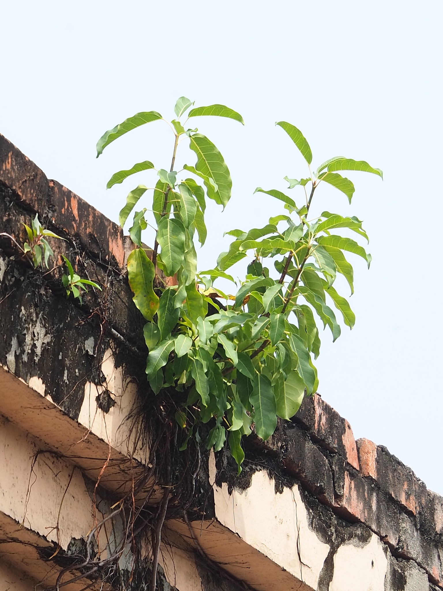 Ficus subpisocarpa — reference photo