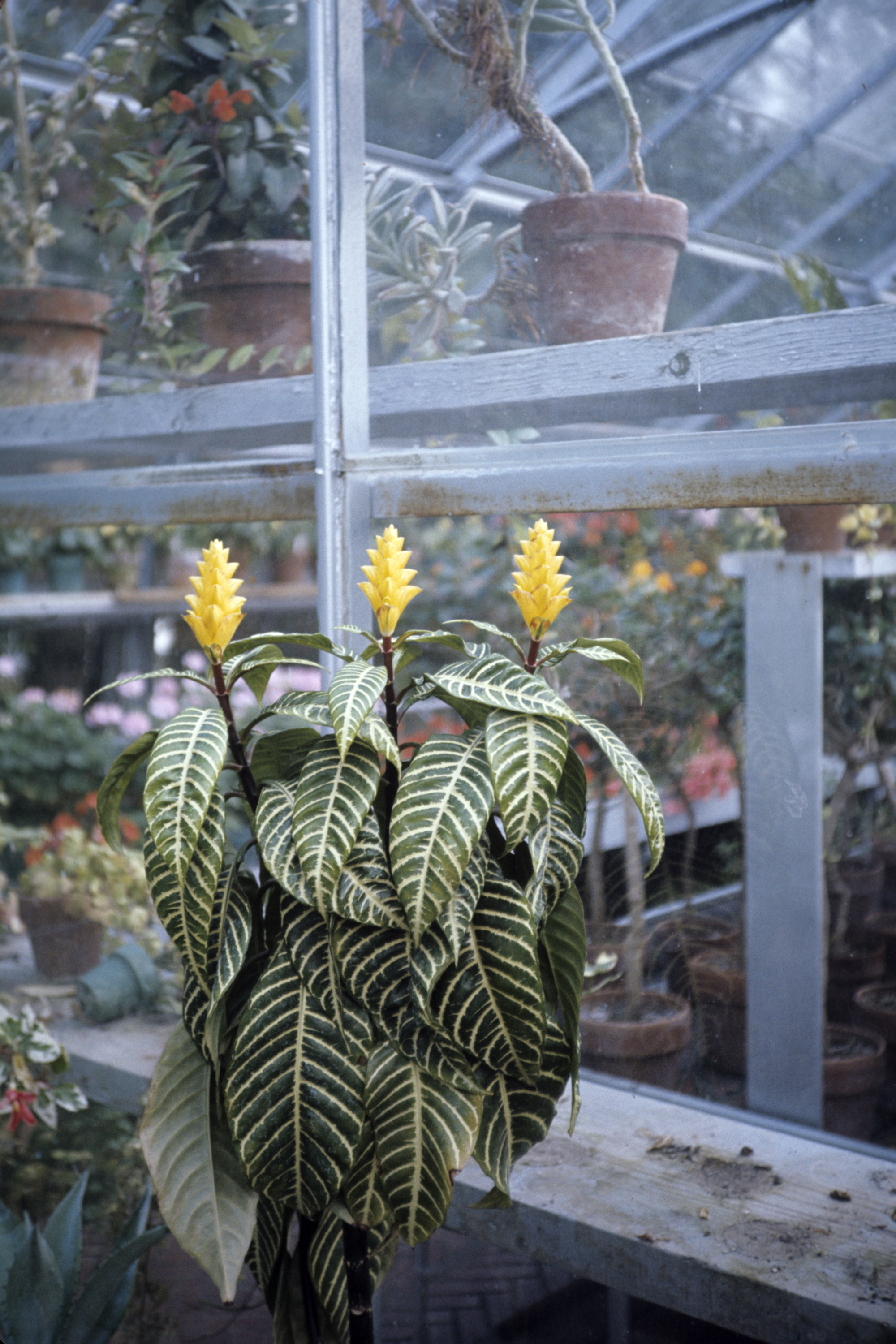 Aphelandra squarrosa — reference photo