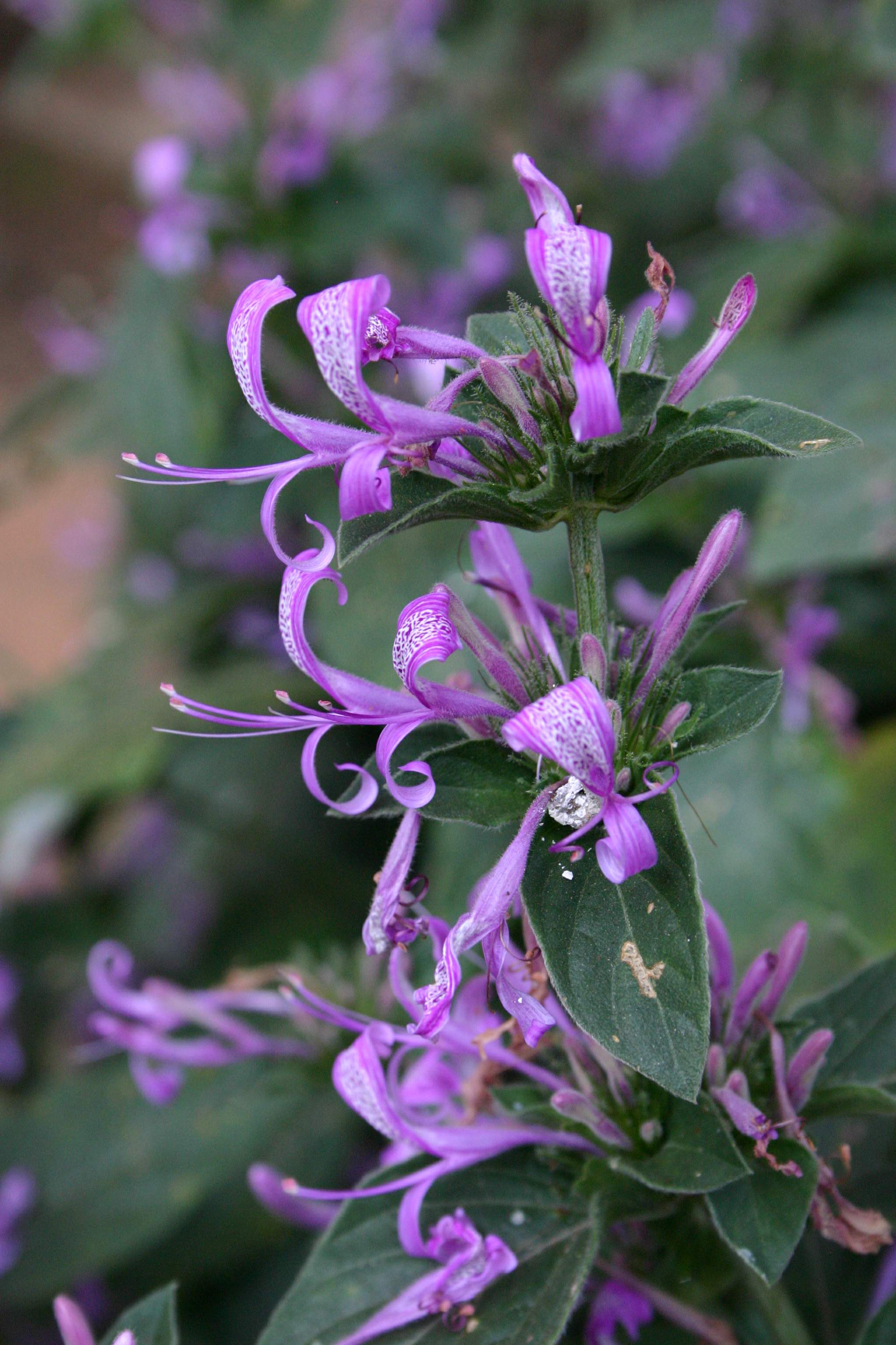 Hypoestes aristata — reference photo