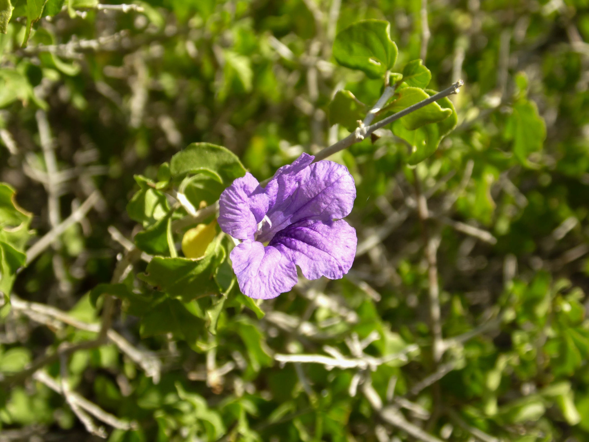 Ruellia californica — reference photo