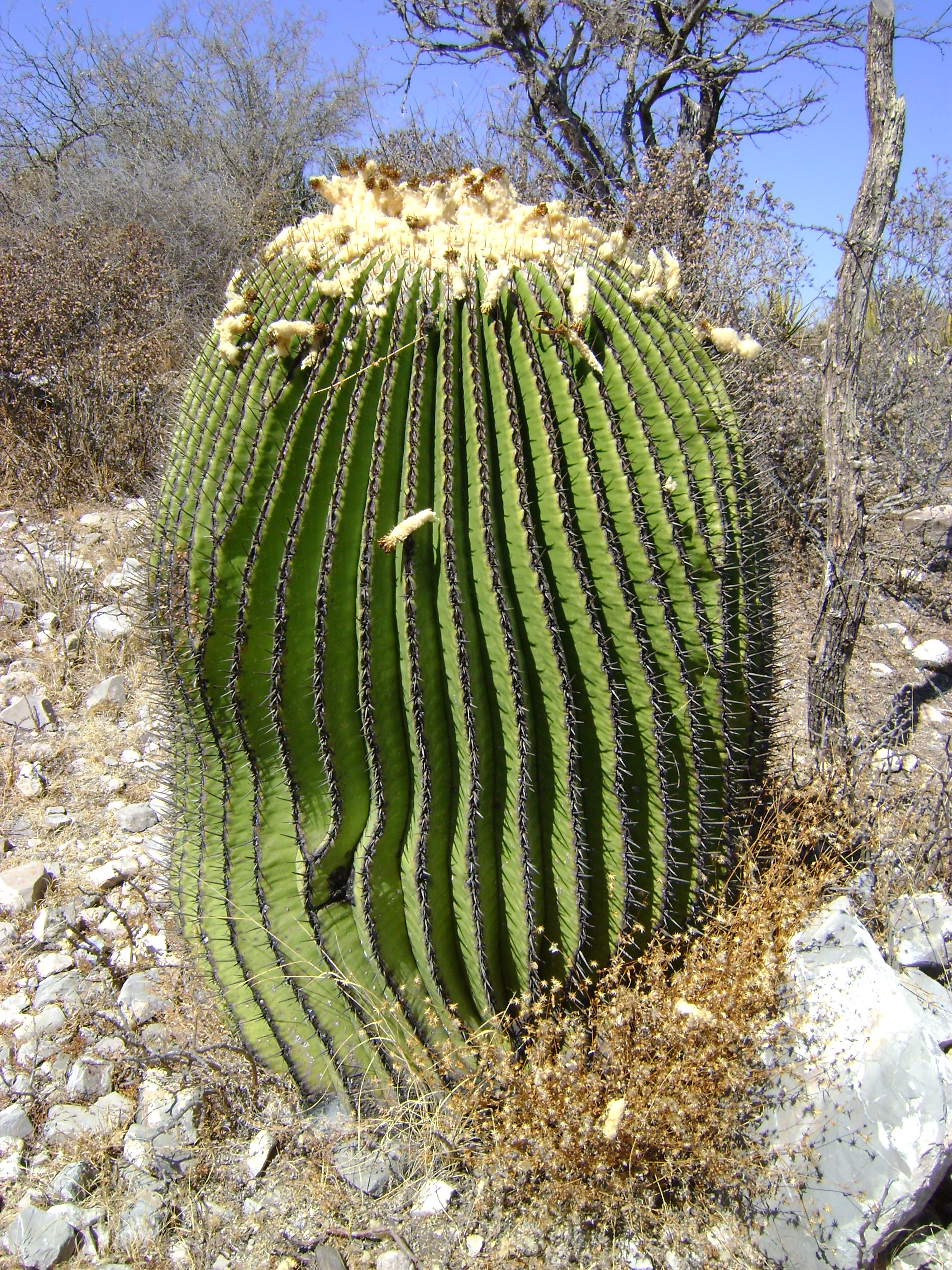 Echinocactus platyacanthus — reference photo