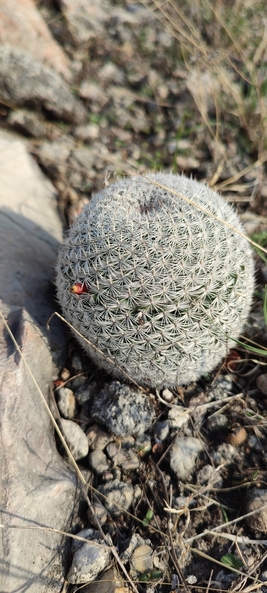 Mammillaria haageana — reference photo
