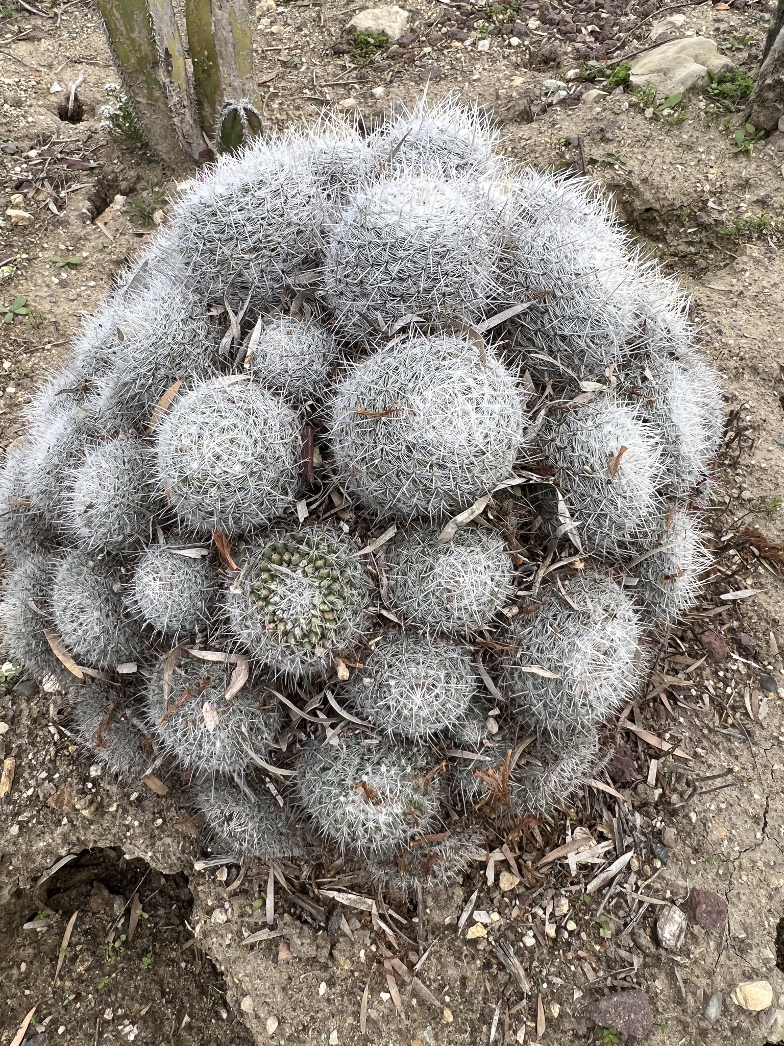Mammillaria geminispina — reference photo