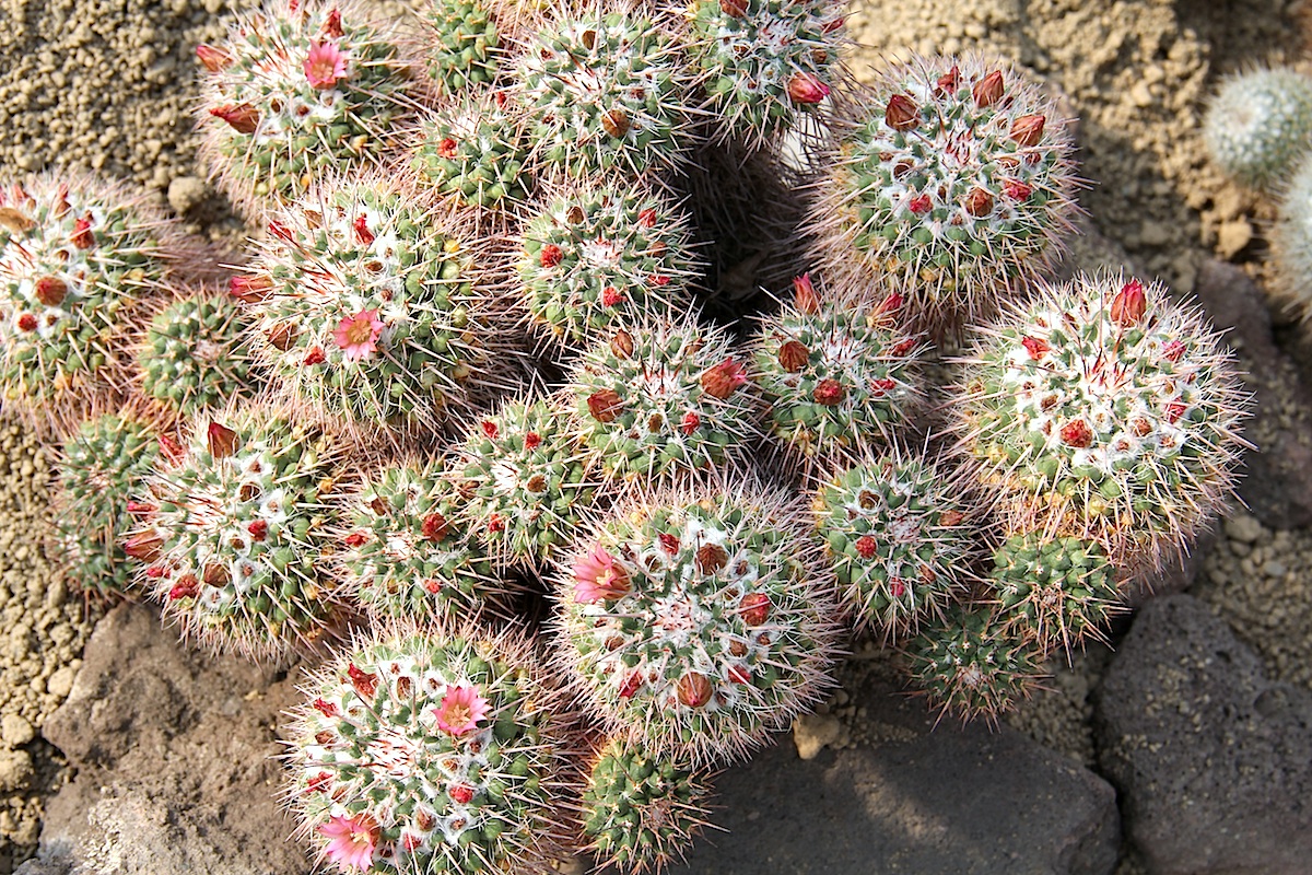 Mammillaria compressa — reference photo
