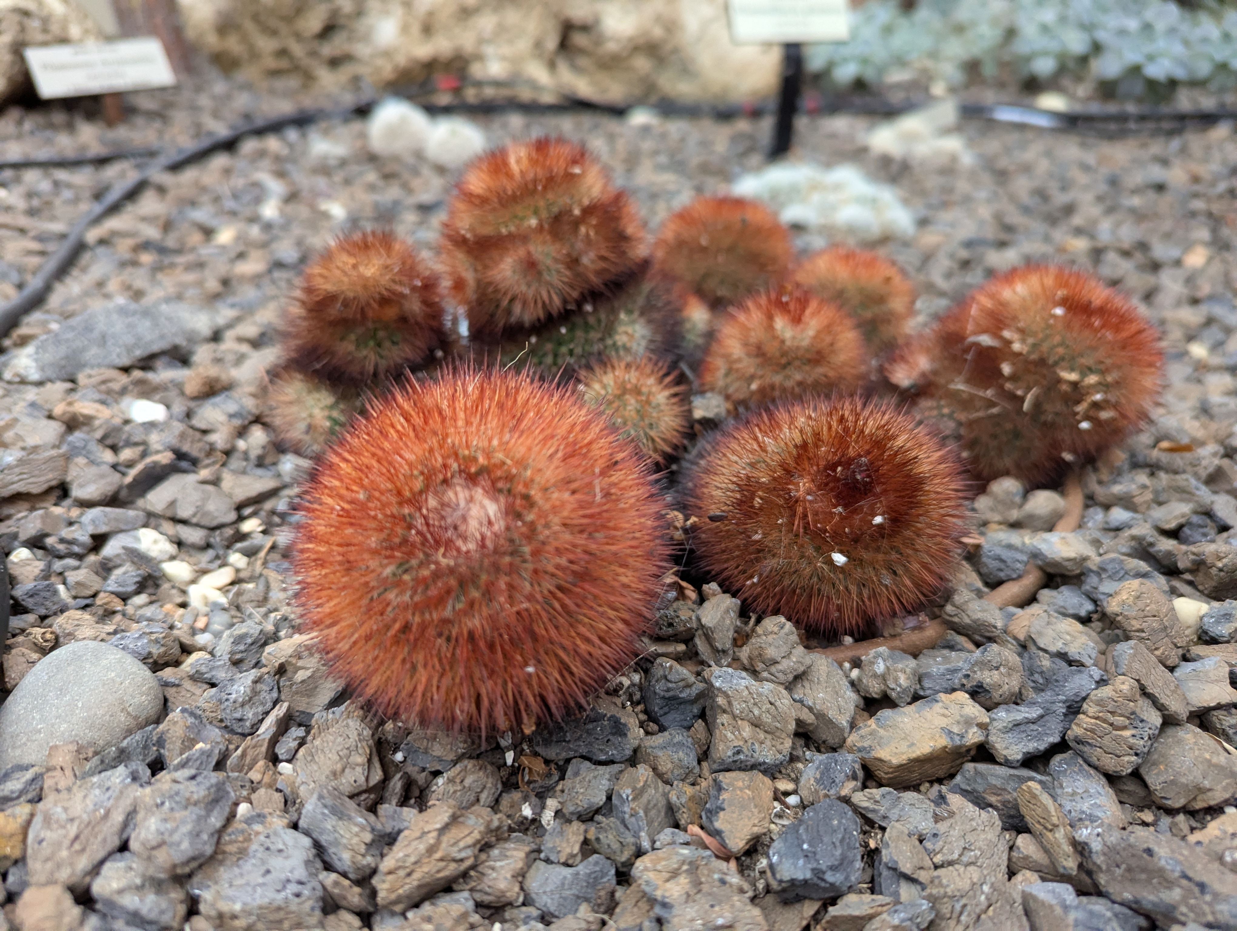 Mammillaria spinosissima — reference photo