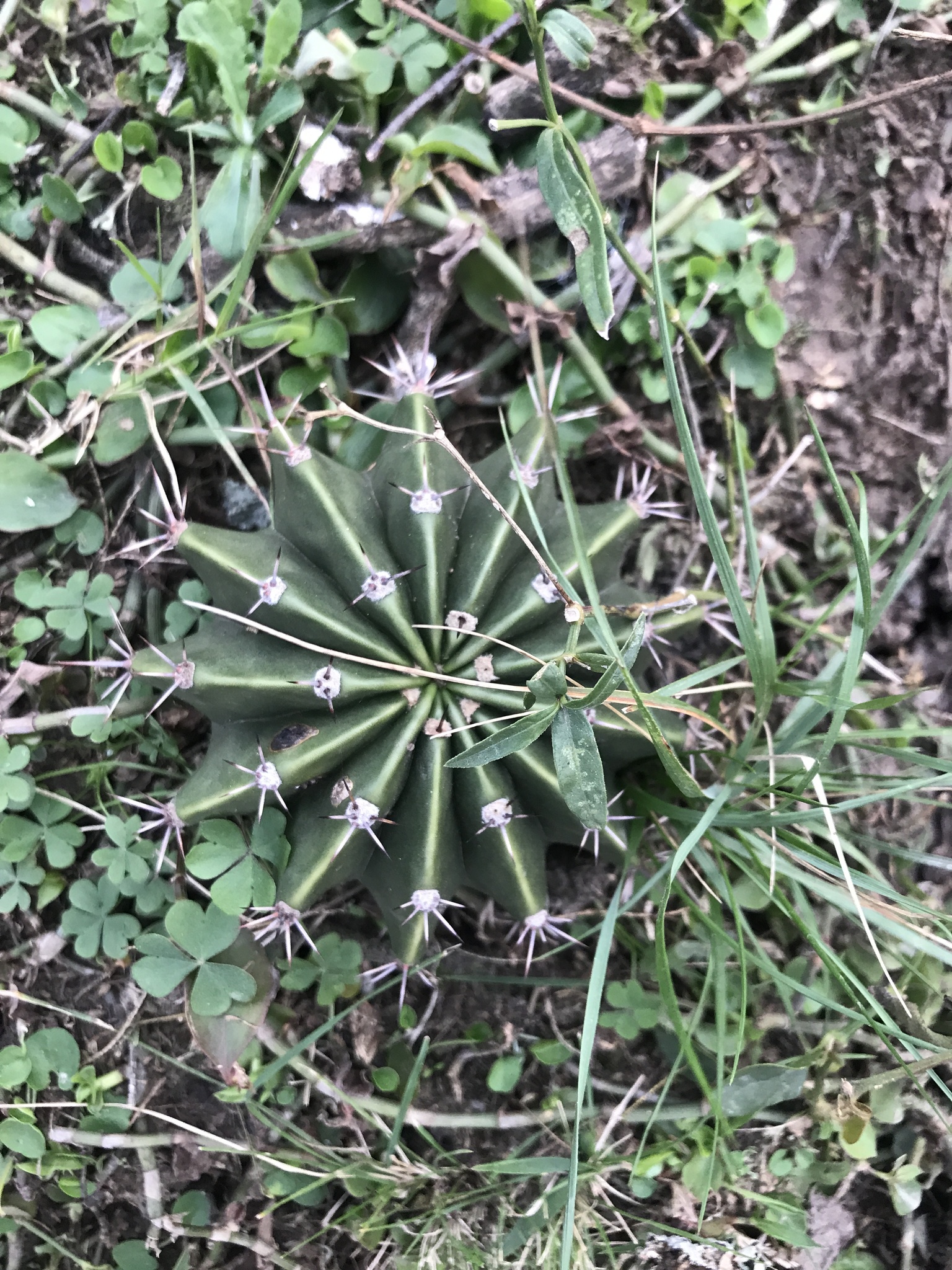 Echinopsis oxygona — reference photo