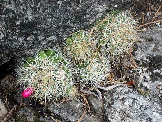 Mammillaria vetula — reference photo