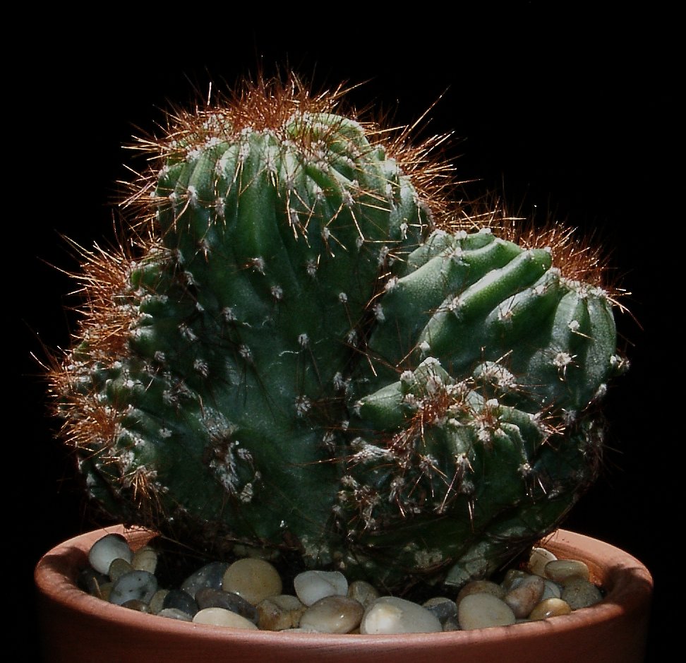 Cereus jamacaru — reference photo