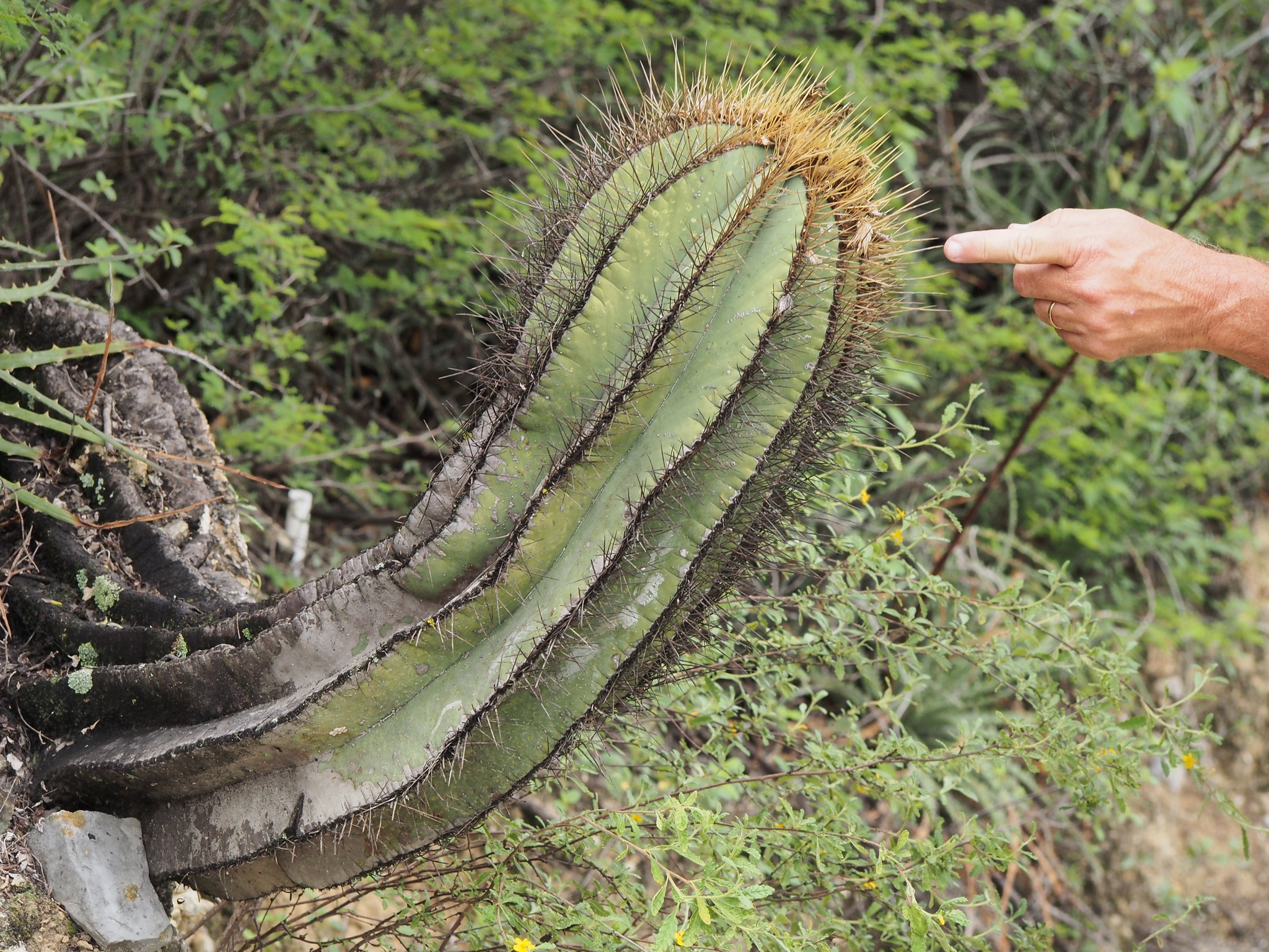 Astrophytum ornatum — reference photo