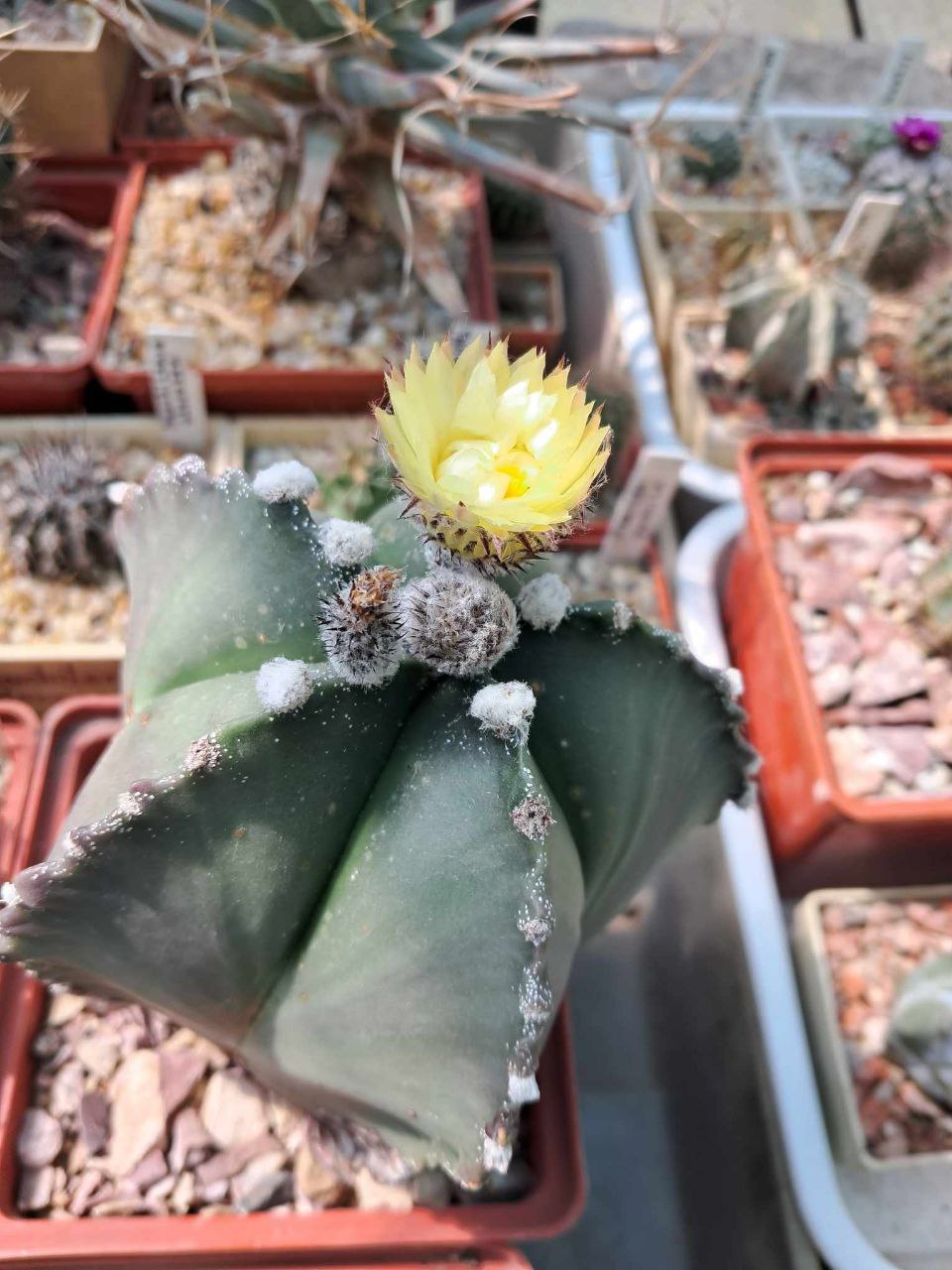 Astrophytum myriostigma — reference photo